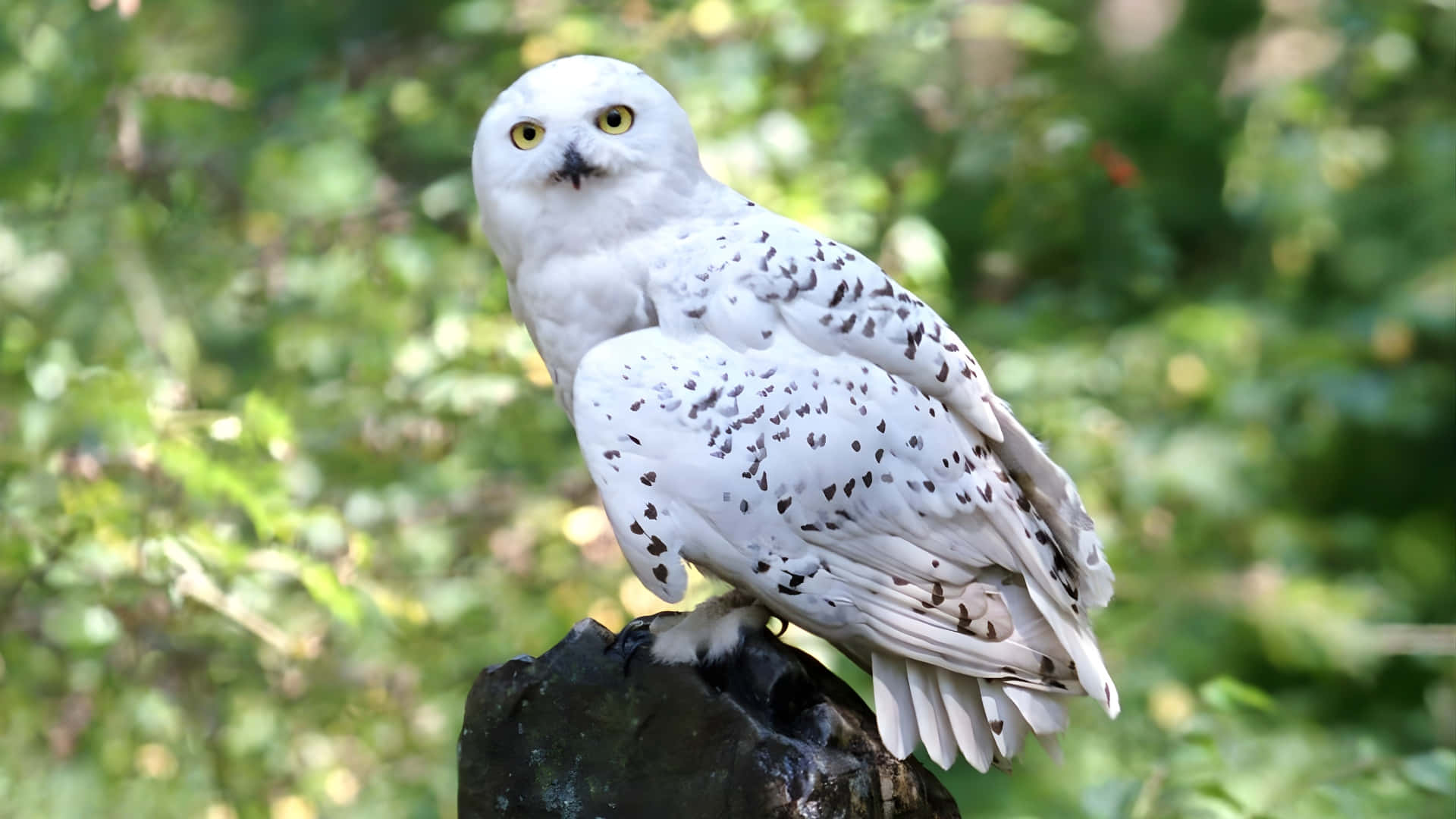 Hedwig, snowy owl, yellow eyes, Full HD Desktop Wallpaper
