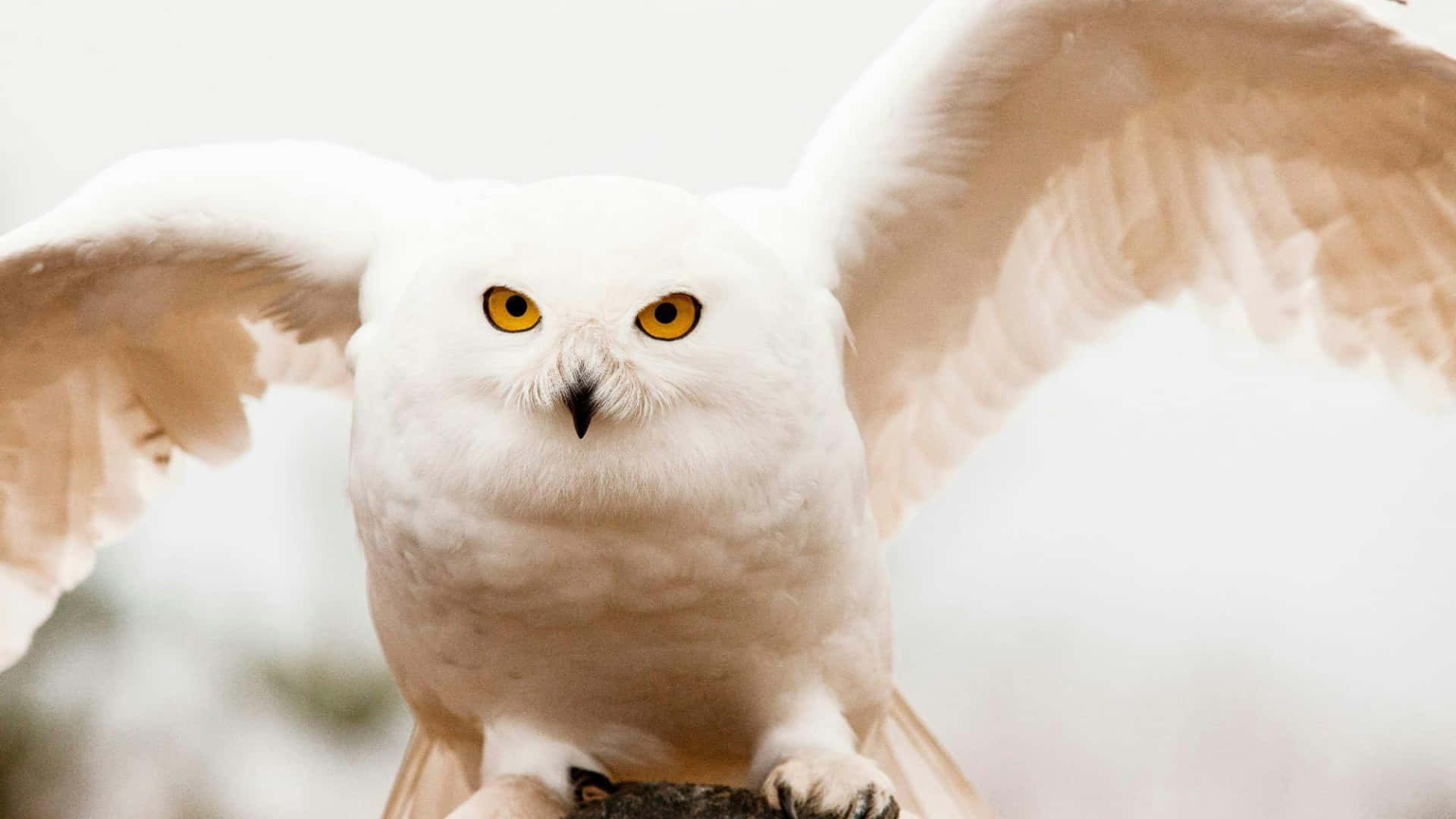 Hedwig, snowy owl, bright yellow eyes, Full HD Desktop Wallpaper