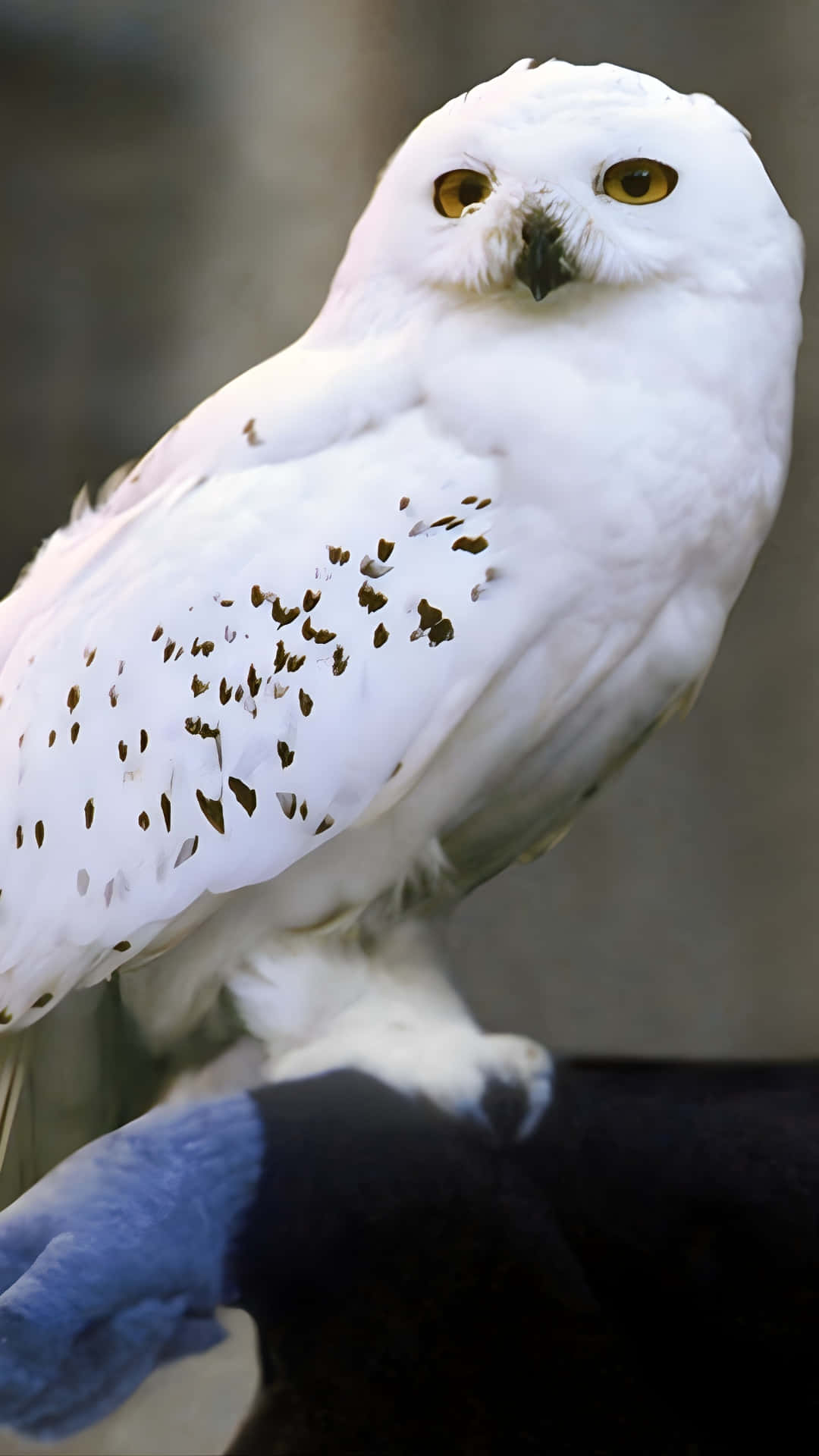 Hedwig, snowy owl, piercing yellow eyes, Full HD Phone Wallpaper