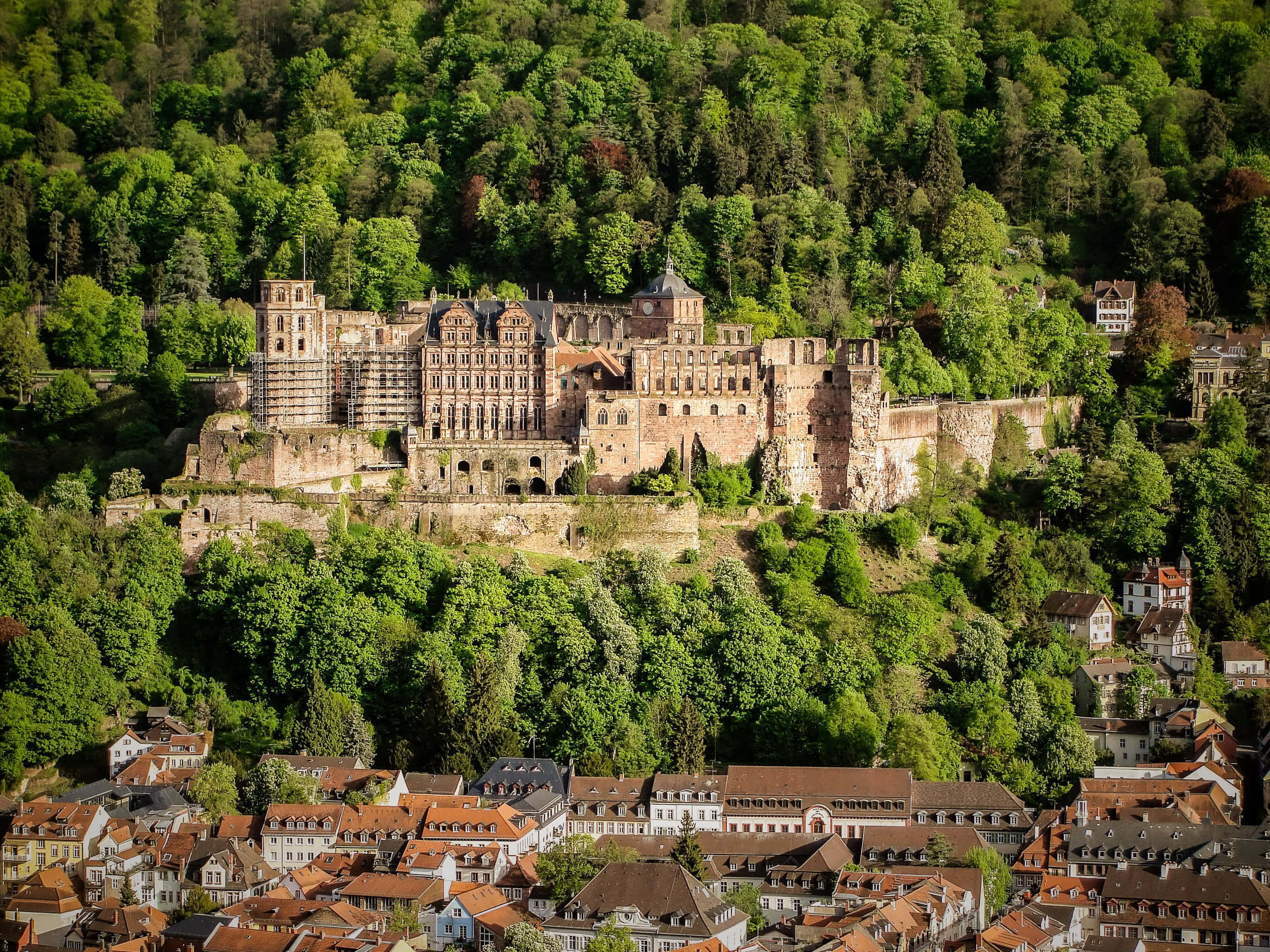Heidelberg Castle, lush green hill, charming town, 2K Desktop Wallpaper