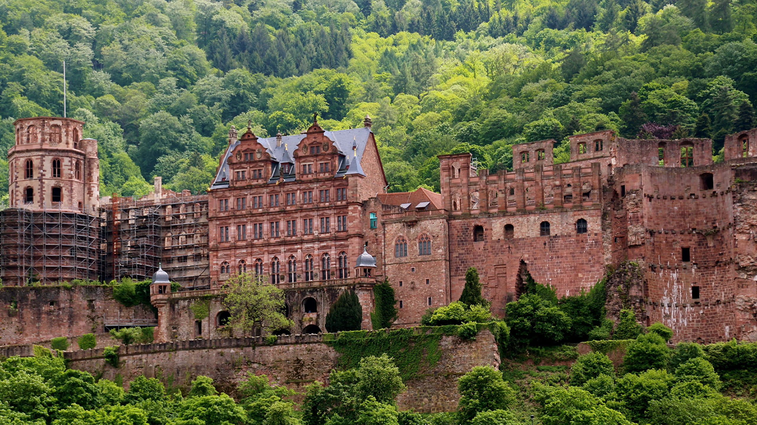 Heidelberg Castle, red sandstone, green ivy, 2K Desktop Wallpaper