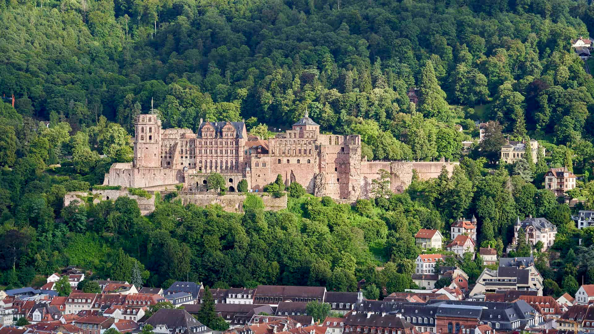 Heidelberg Castle, forest around Heidelberg Castle, lush green hill, Full HD Desktop Wallpaper