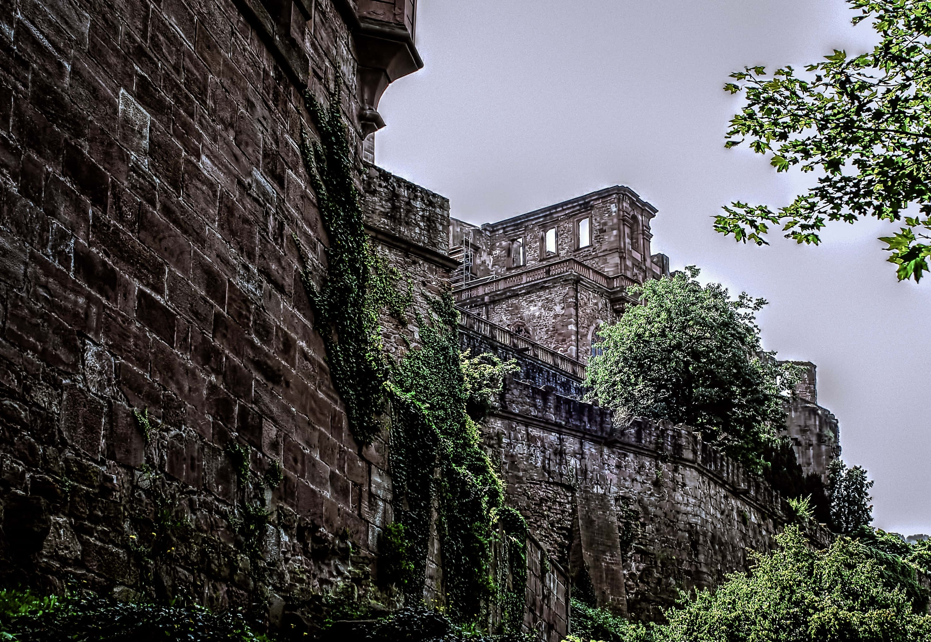 Heidelberg Castle, ancient stone castle walls, lush green ivy, 2K Desktop Wallpaper