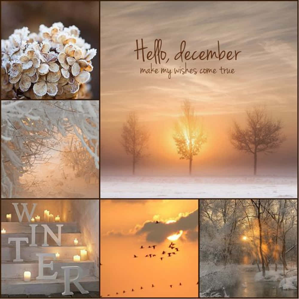 Winter Sunset, frosty hydrangeas, sunlit snow trees, SD Desktop Wallpaper