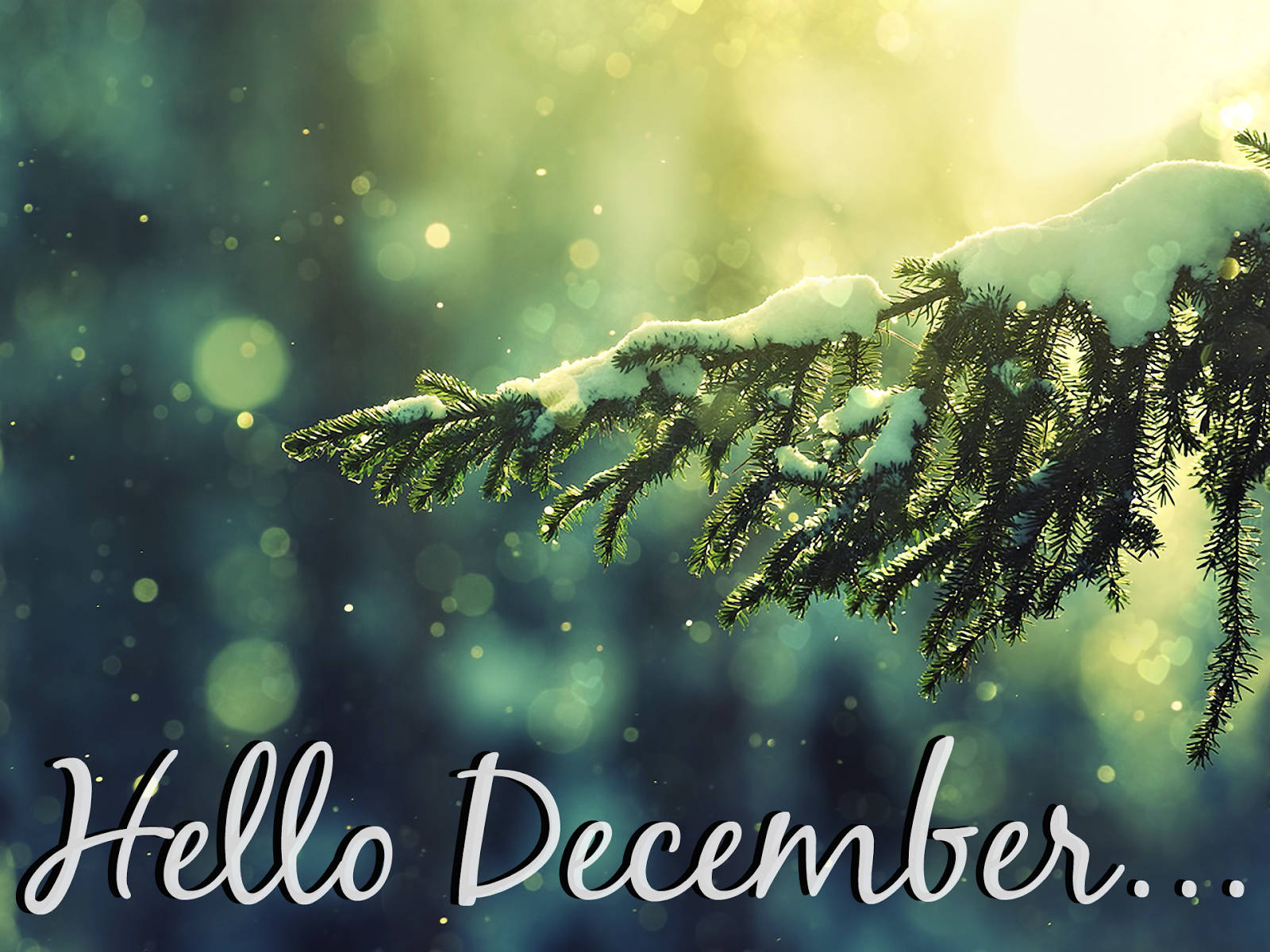 Hello December, snow-dusted evergreen branch, bokeh forest backdrop, HD Desktop Wallpaper