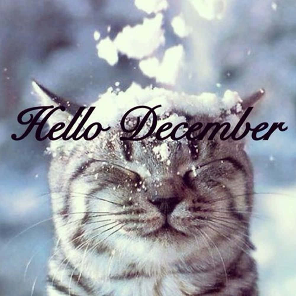 Welcome December, snow cat, tabby cat, SD Desktop Wallpaper