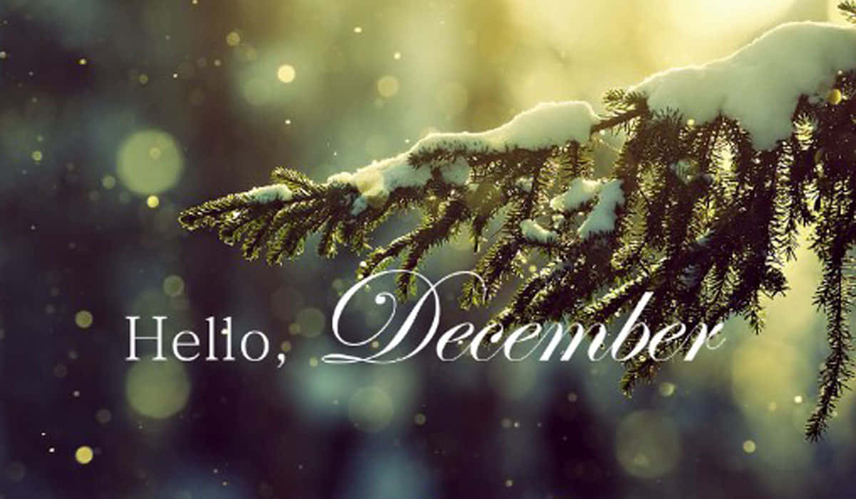 Hello December, snow-dusted pine branch, bokeh winter backdrop, SD Desktop Wallpaper