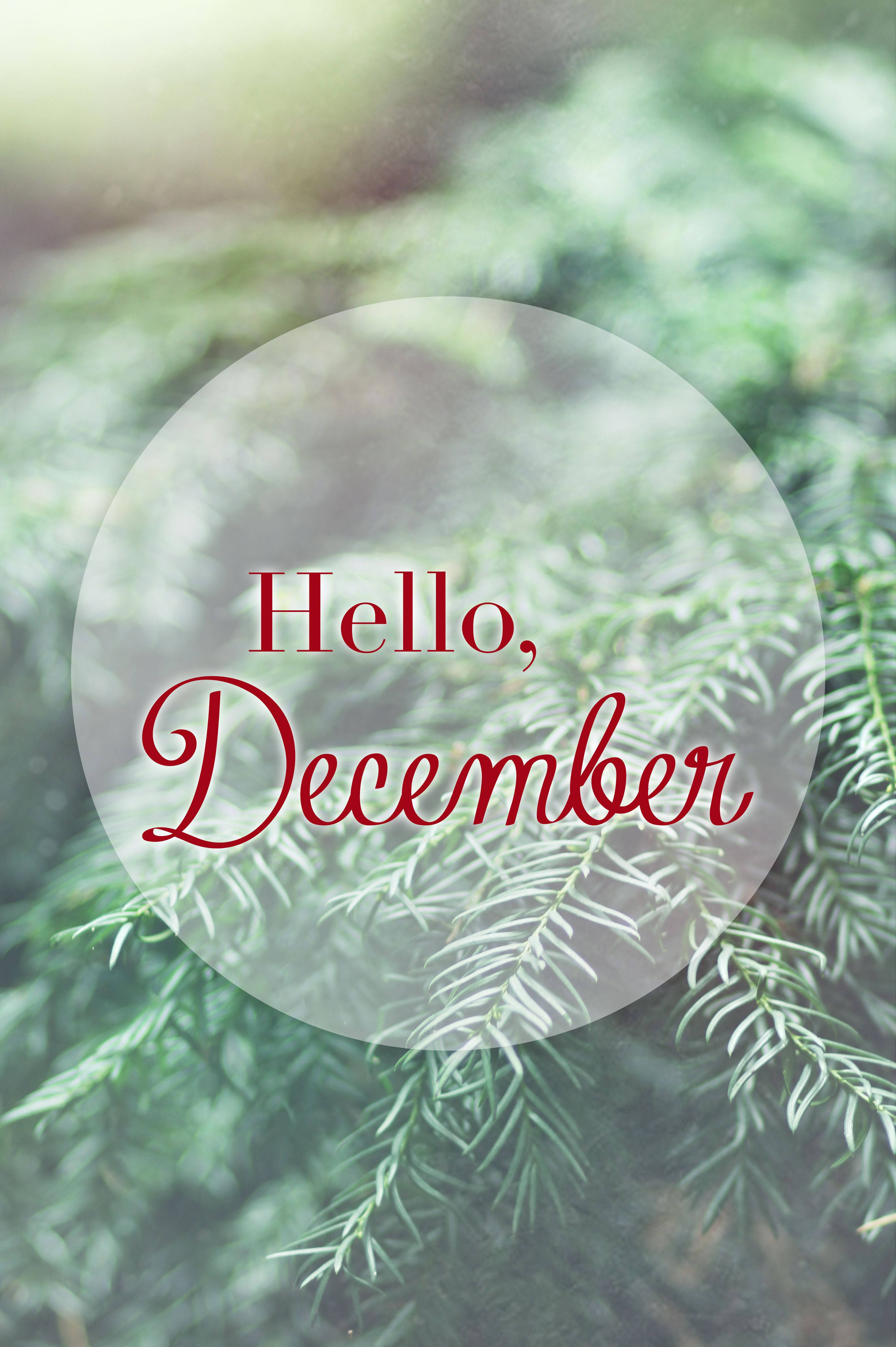 Hello December, red script, pine branch backdrop, 4K Phone Wallpaper