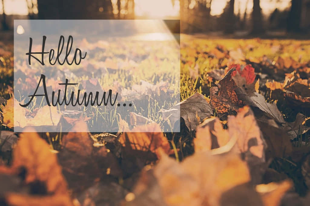 Hello Fall, autumn, golden autumn leaves, SD Desktop Wallpaper