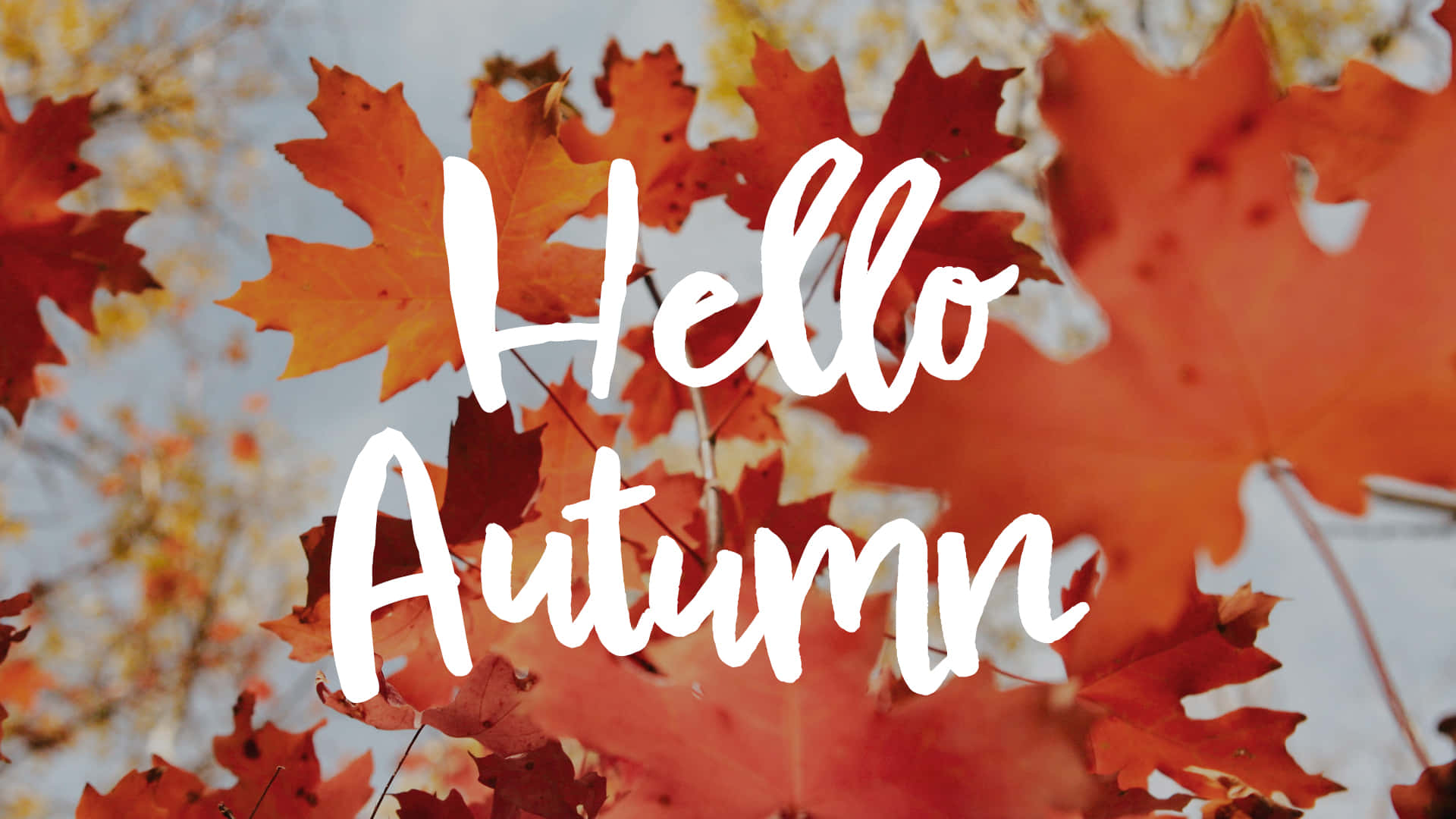 Hello Autumn, vibrant red, orange maple leaves, Full HD Desktop Wallpaper