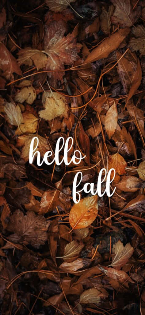 hello fall, autumn leaves, rich browns, SD Phone Wallpaper