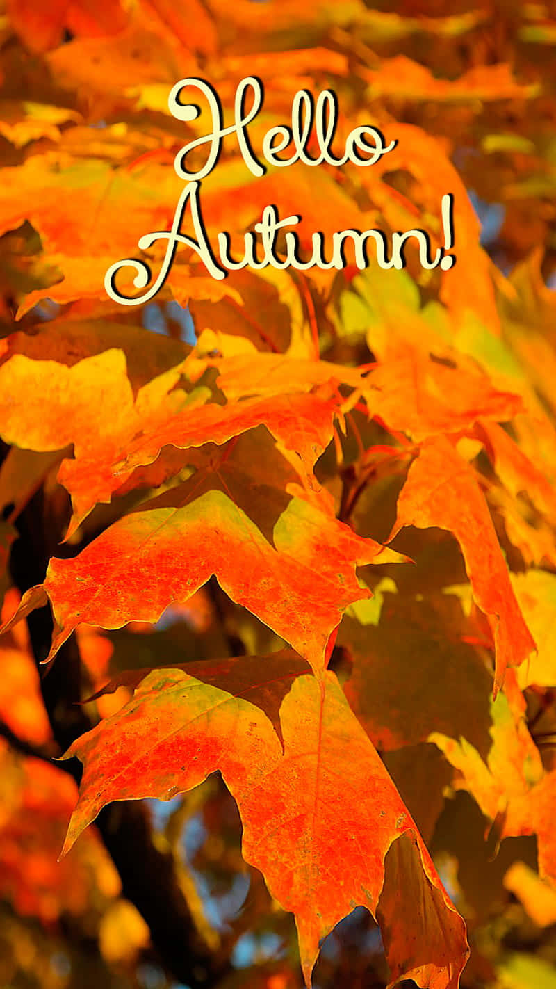 Hello Fall, orange maple leaves, yellow maple leaves, HD Phone Wallpaper