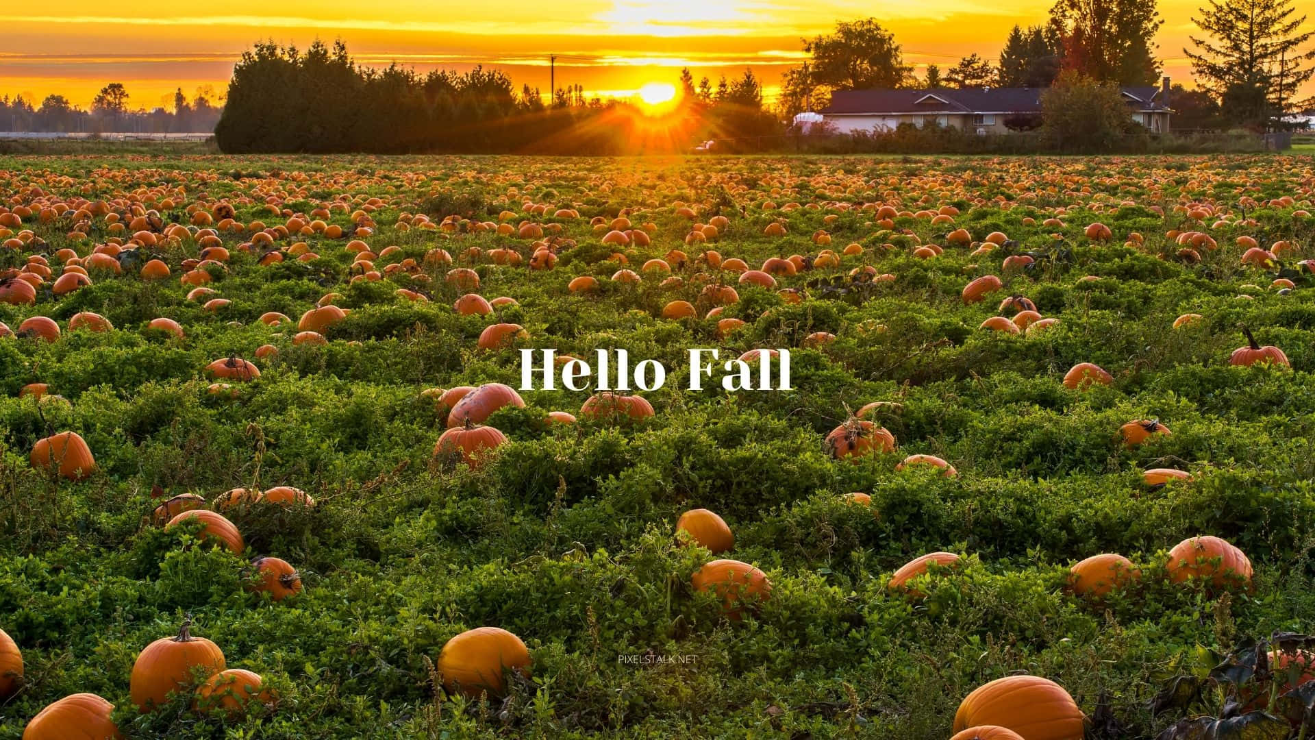 Hello Fall, pumpkin field, golden sunset, Full HD Desktop Wallpaper