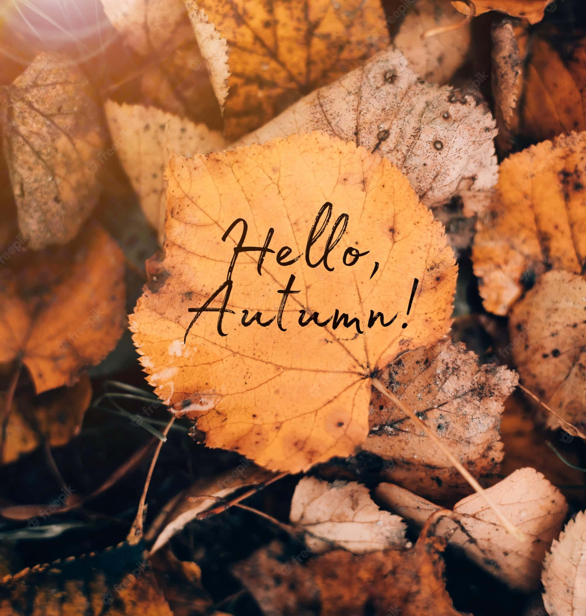 Hello Fall, golden autumn leaf, handwritten text hello autumn, Full HD Phone Wallpaper