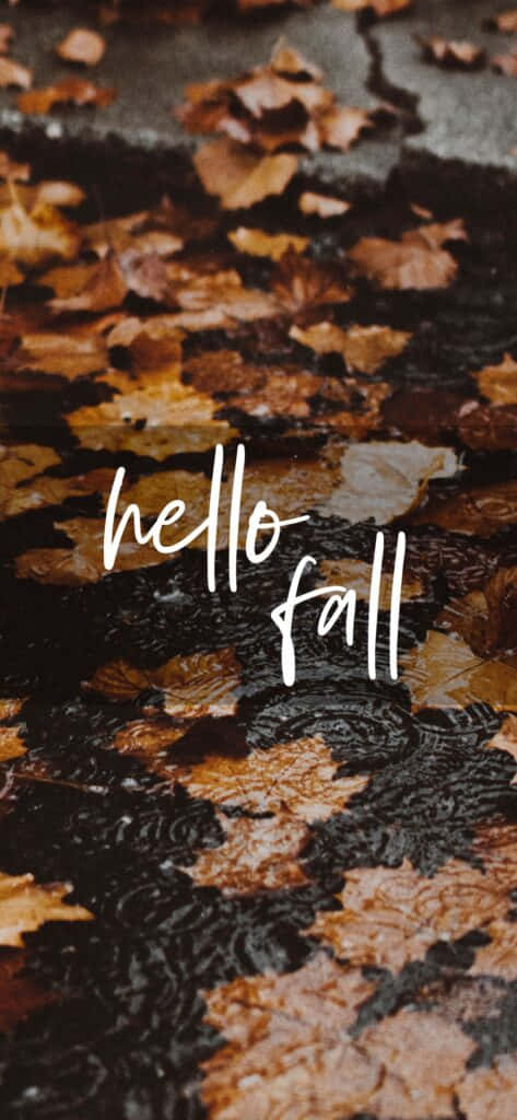 hello fall, wet pavement, fallen autumn leaves, SD Phone Wallpaper