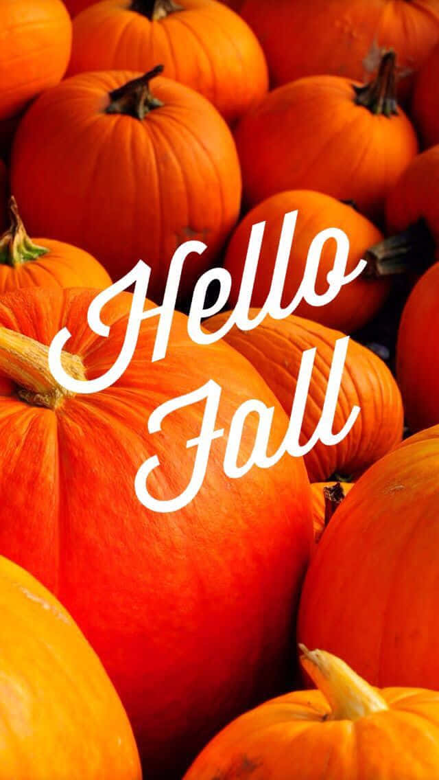 Hello Fall, vibrant orange pumpkins, white cursive text, SD Phone Wallpaper