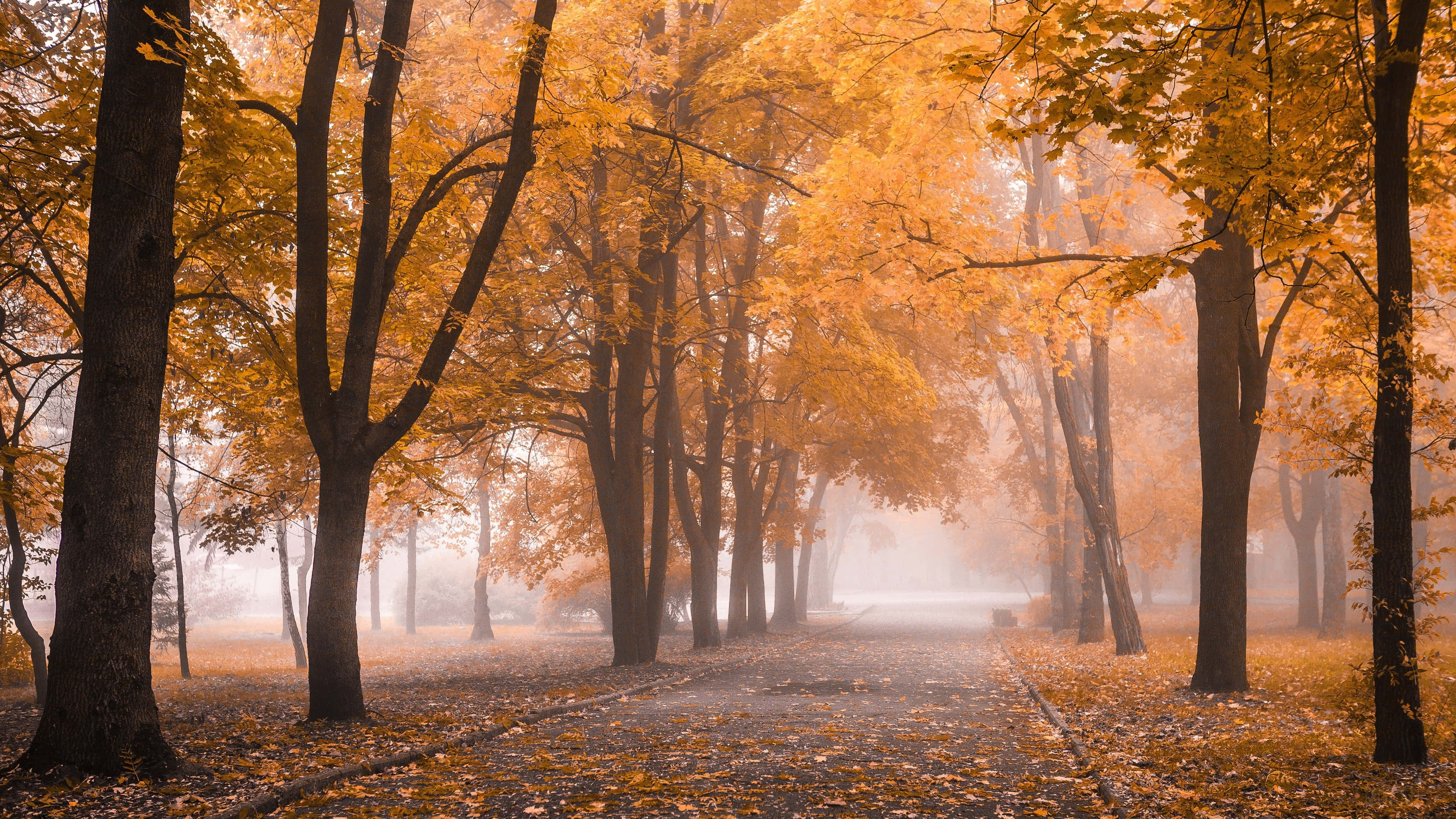 4k fall, autumn path, tall trees, 4K Desktop Wallpaper