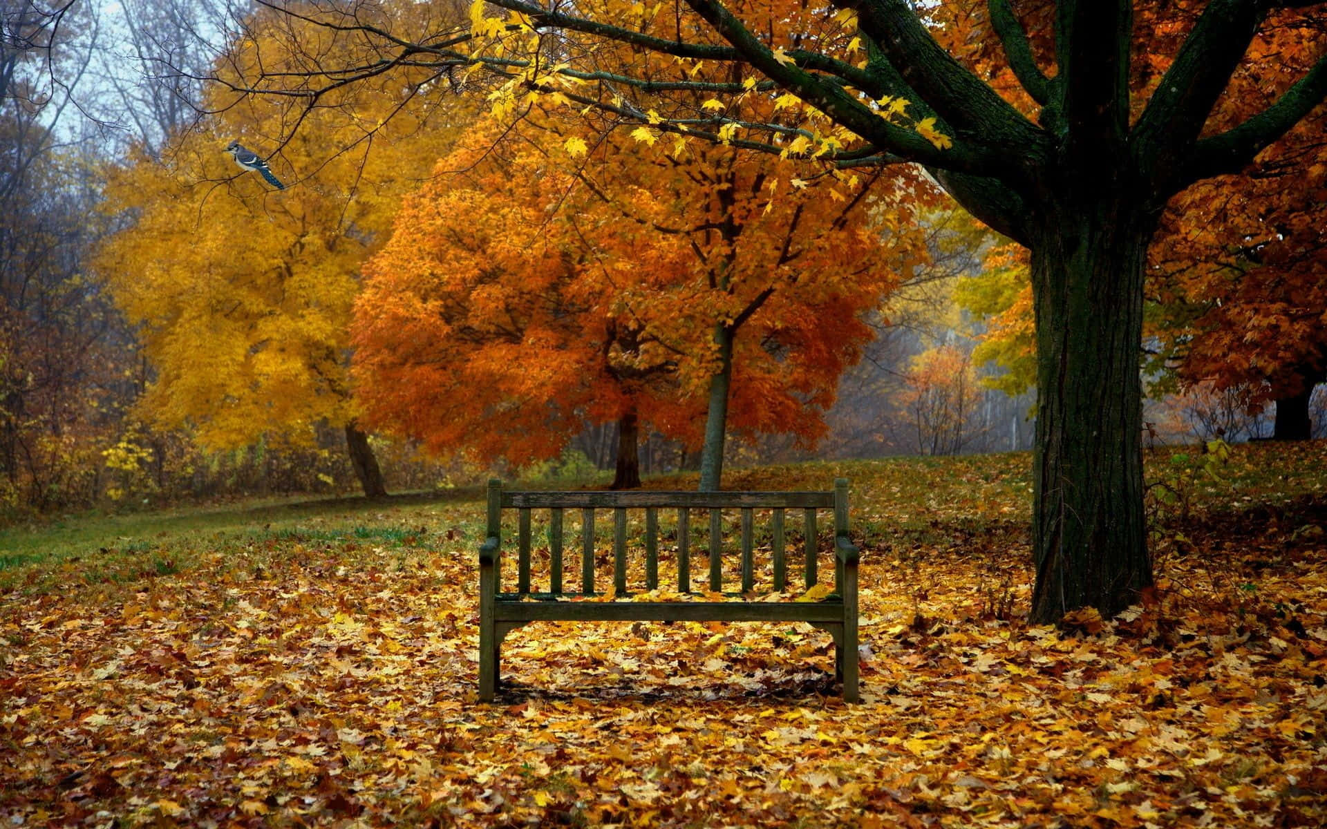 early fall, wooden bench, vibrant autumn tree, Full HD Desktop Wallpaper