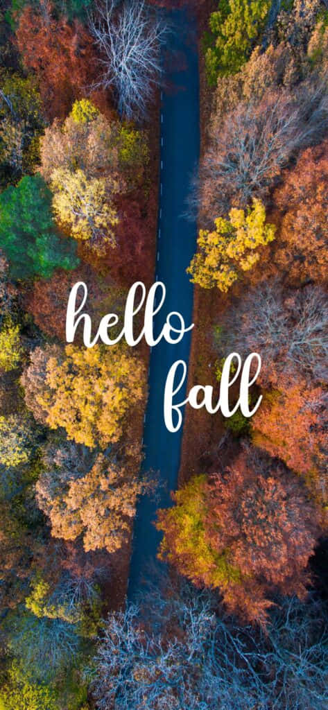 hello fall, autumn forest, winding road, SD Phone Wallpaper