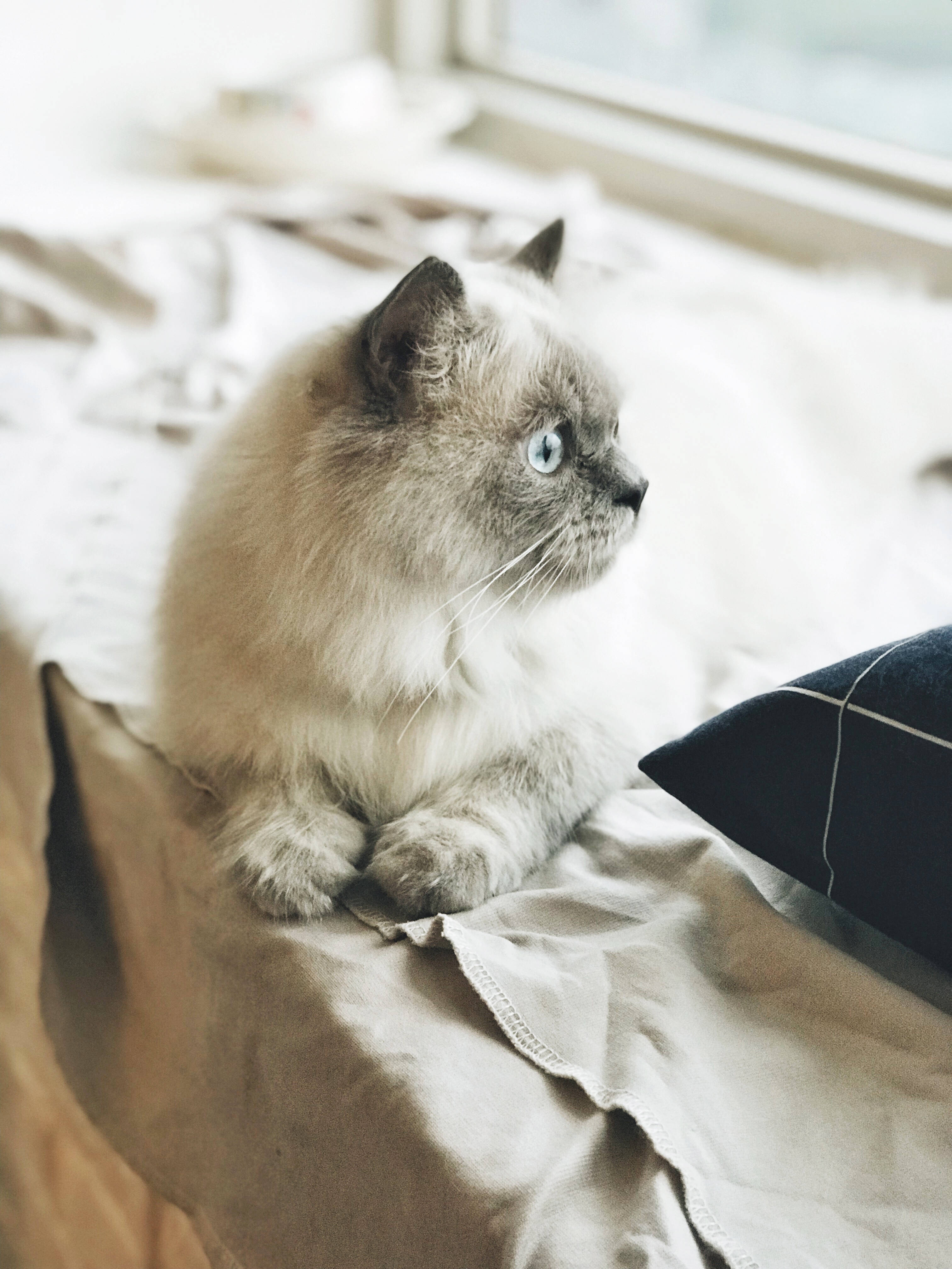Hello Kitty, blue-eyed, beige sheets, 4K Phone Wallpaper