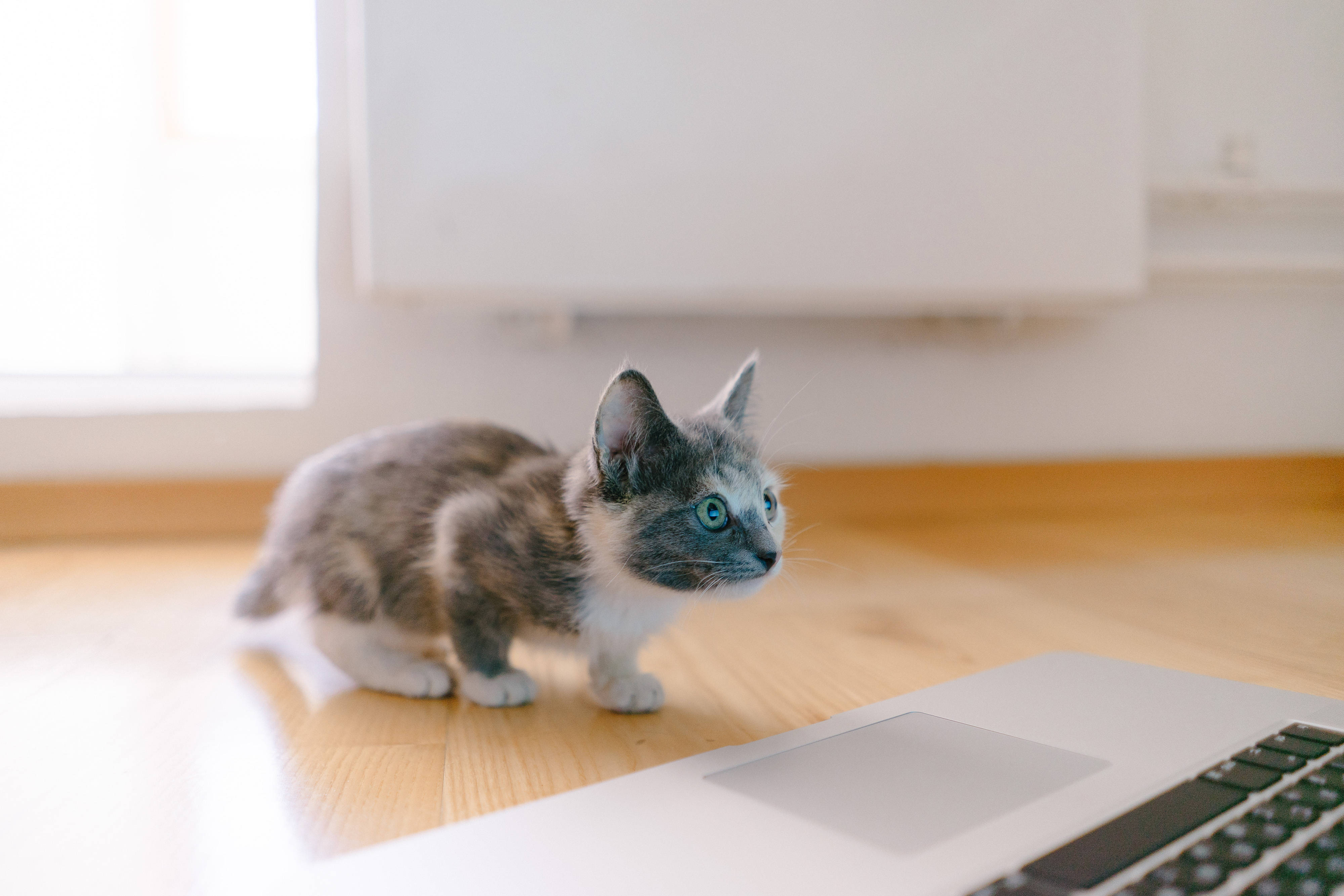 Hello Kitty, gray and white kitten, blue eyes, 4K Desktop Wallpaper