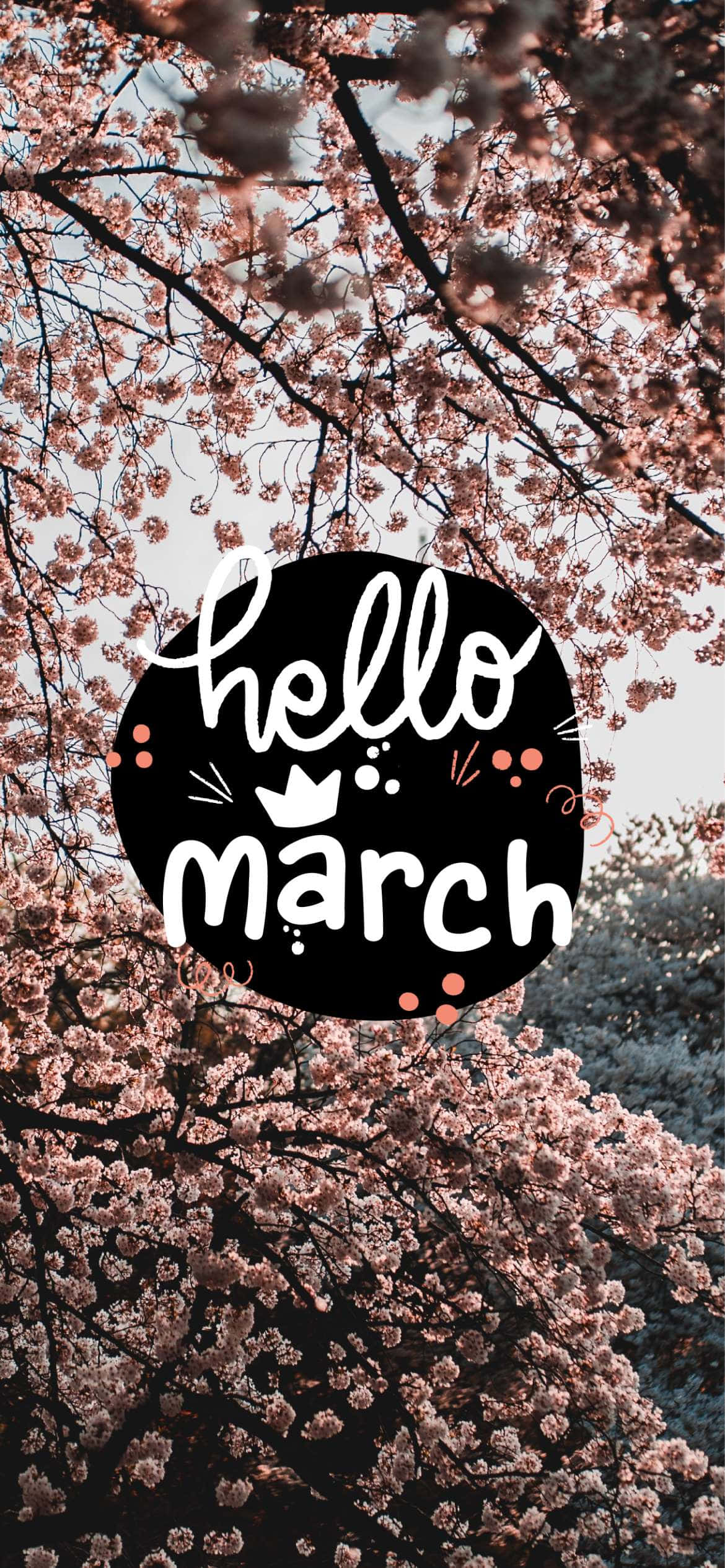 Hello March, pink cherry blossoms, black circle, Full HD Phone Wallpaper