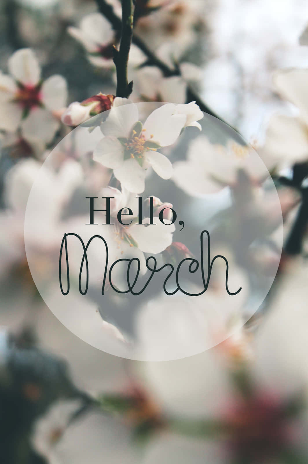 Hello March, white cherry blossoms, dark branches, HD Phone Wallpaper