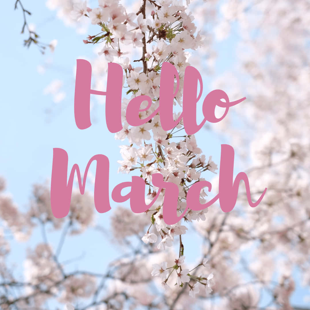 Hello March, cherry blossoms, pink cursive text, SD Desktop Wallpaper