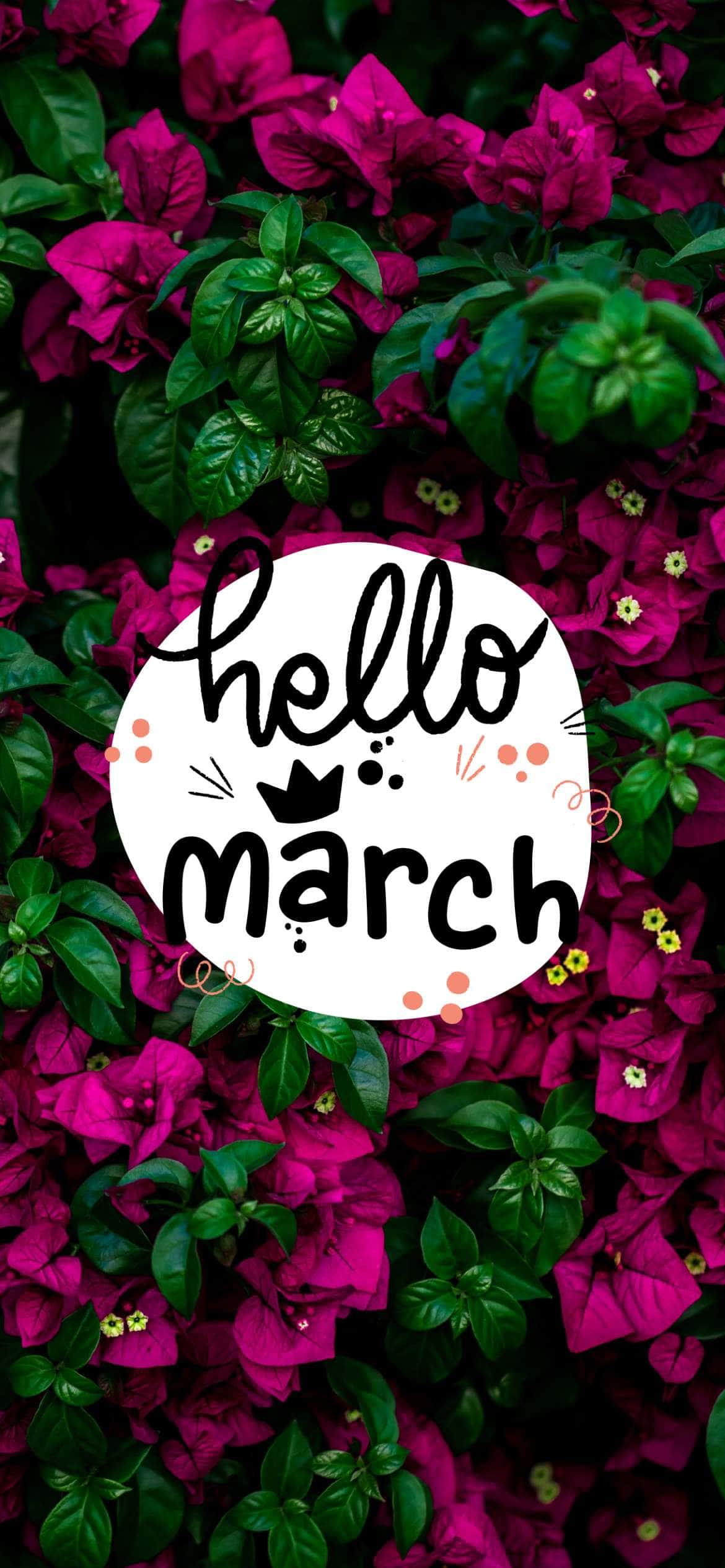 Hello March, bougainvillea bush, magenta blooms, Full HD Phone Wallpaper
