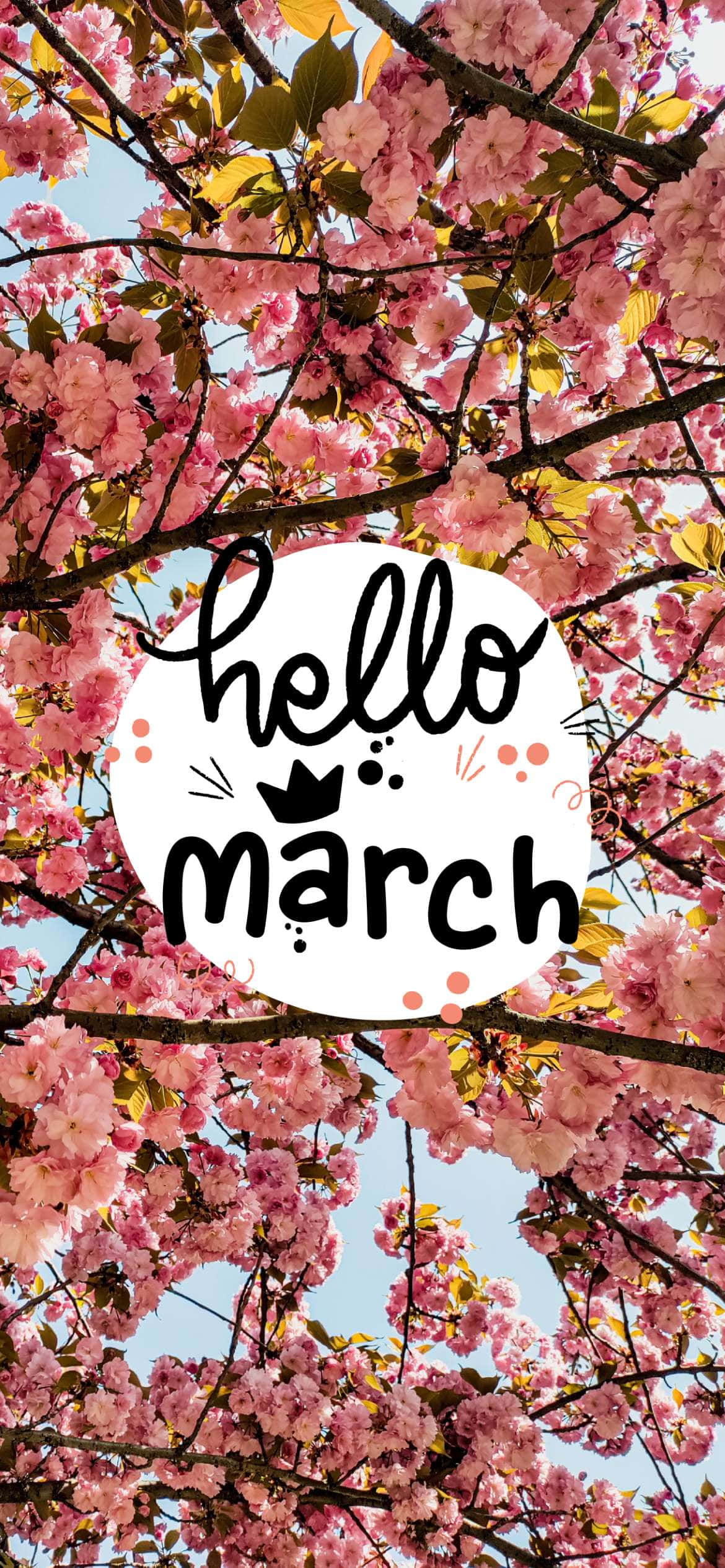 Hello March, pink cherry blossoms, clear blue sky, Full HD Phone Wallpaper