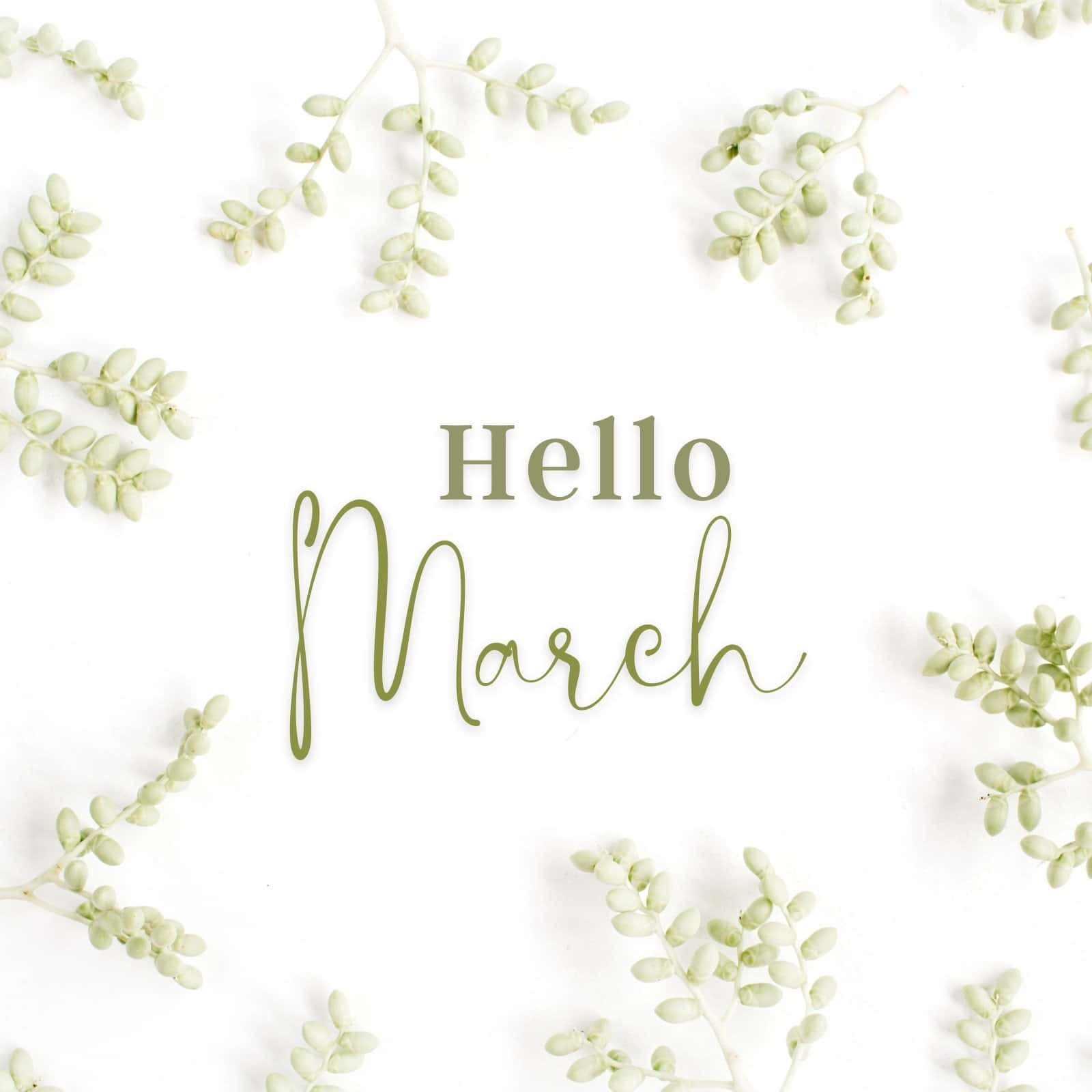 Hello March, olive script text, fresh green succulent sprigs, HD Desktop Wallpaper