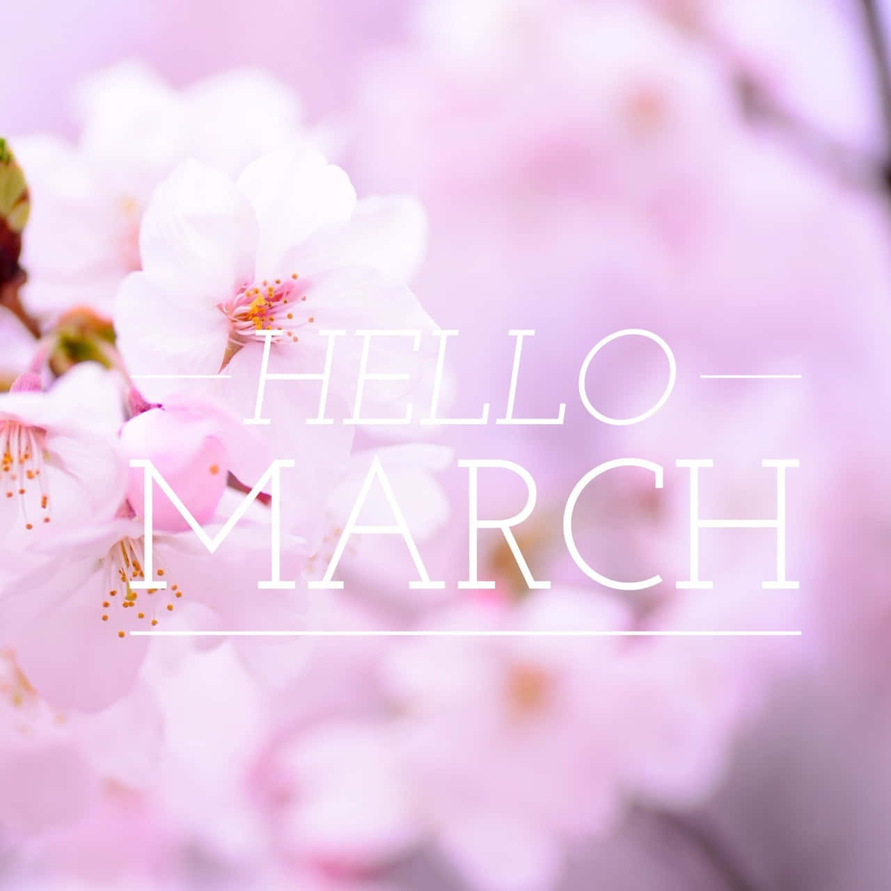 hello march, cherry blossoms, soft pink, HD Desktop Wallpaper