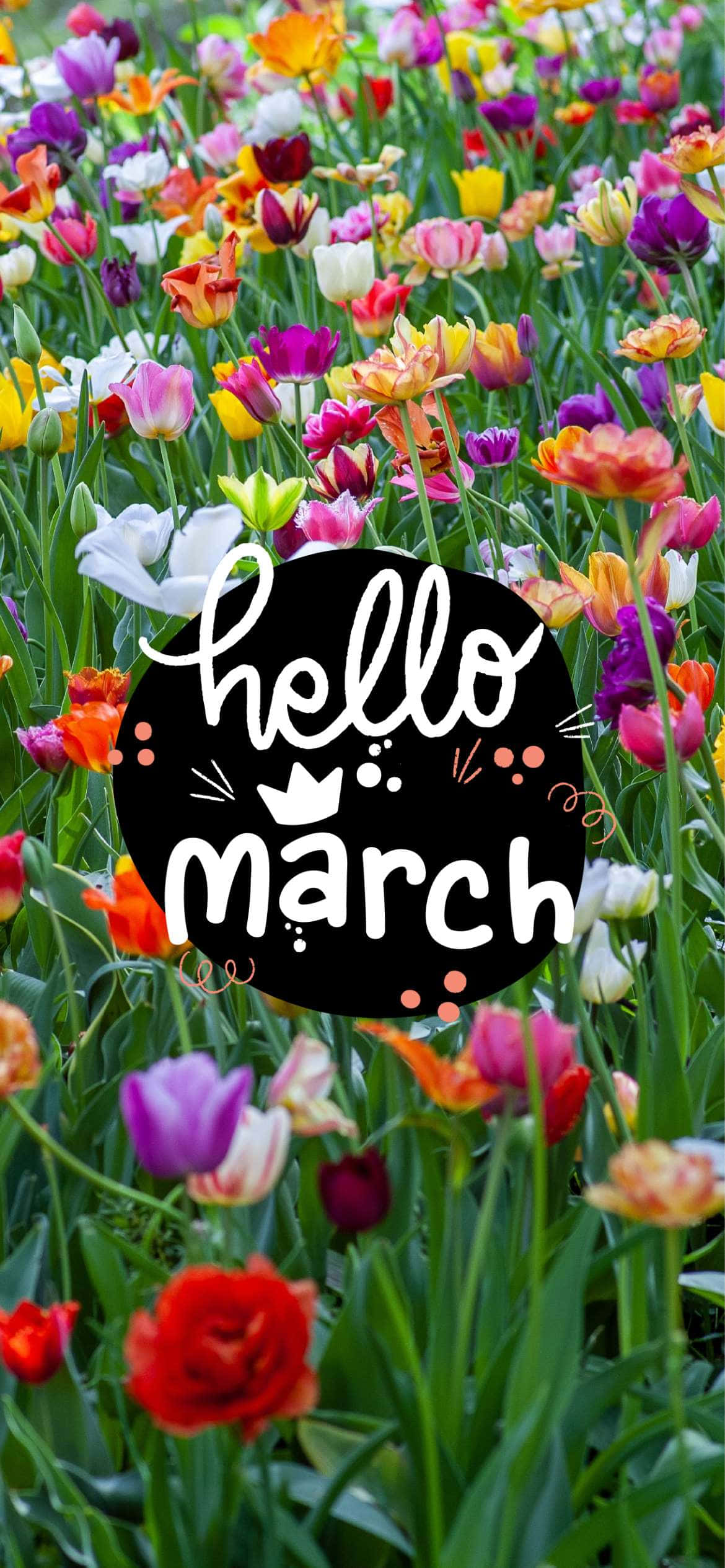 Hello March, tulips, black circular graphic, Full HD Phone Wallpaper