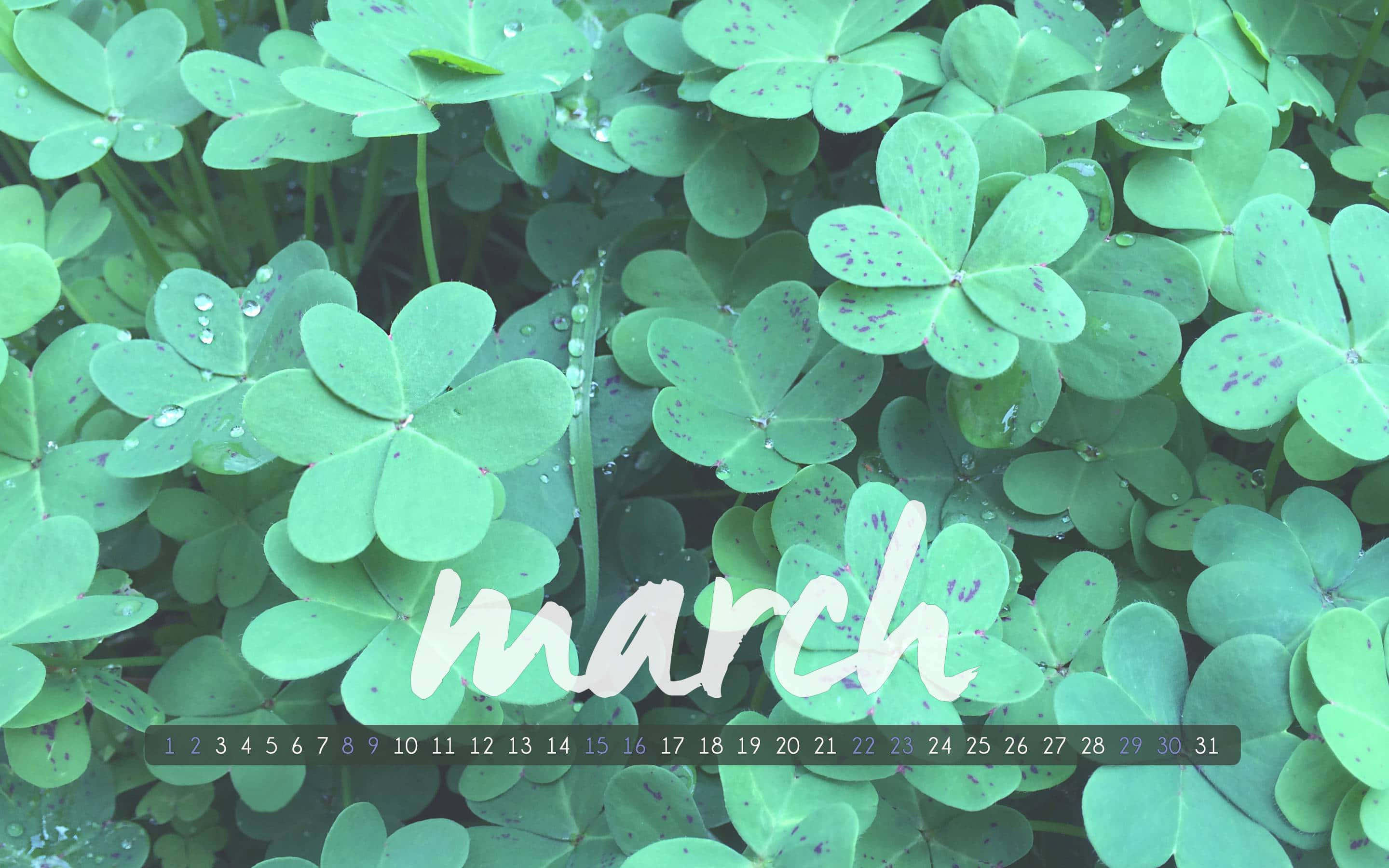 cute march, vibrant green clover leaves, water droplets, 2K Desktop Wallpaper