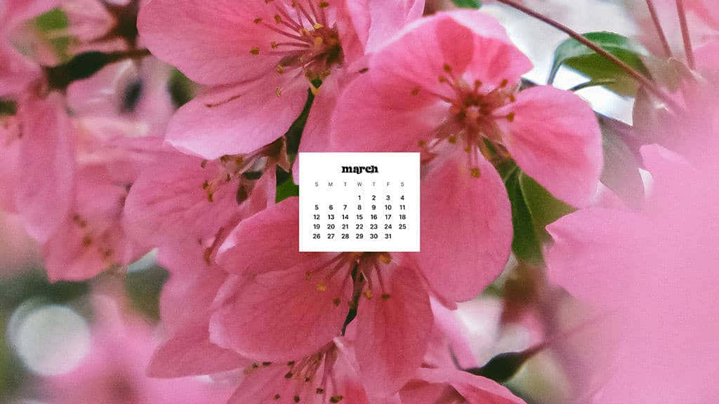 March calendar, pink cherry blossoms, blurred green leaves, SD Desktop Wallpaper