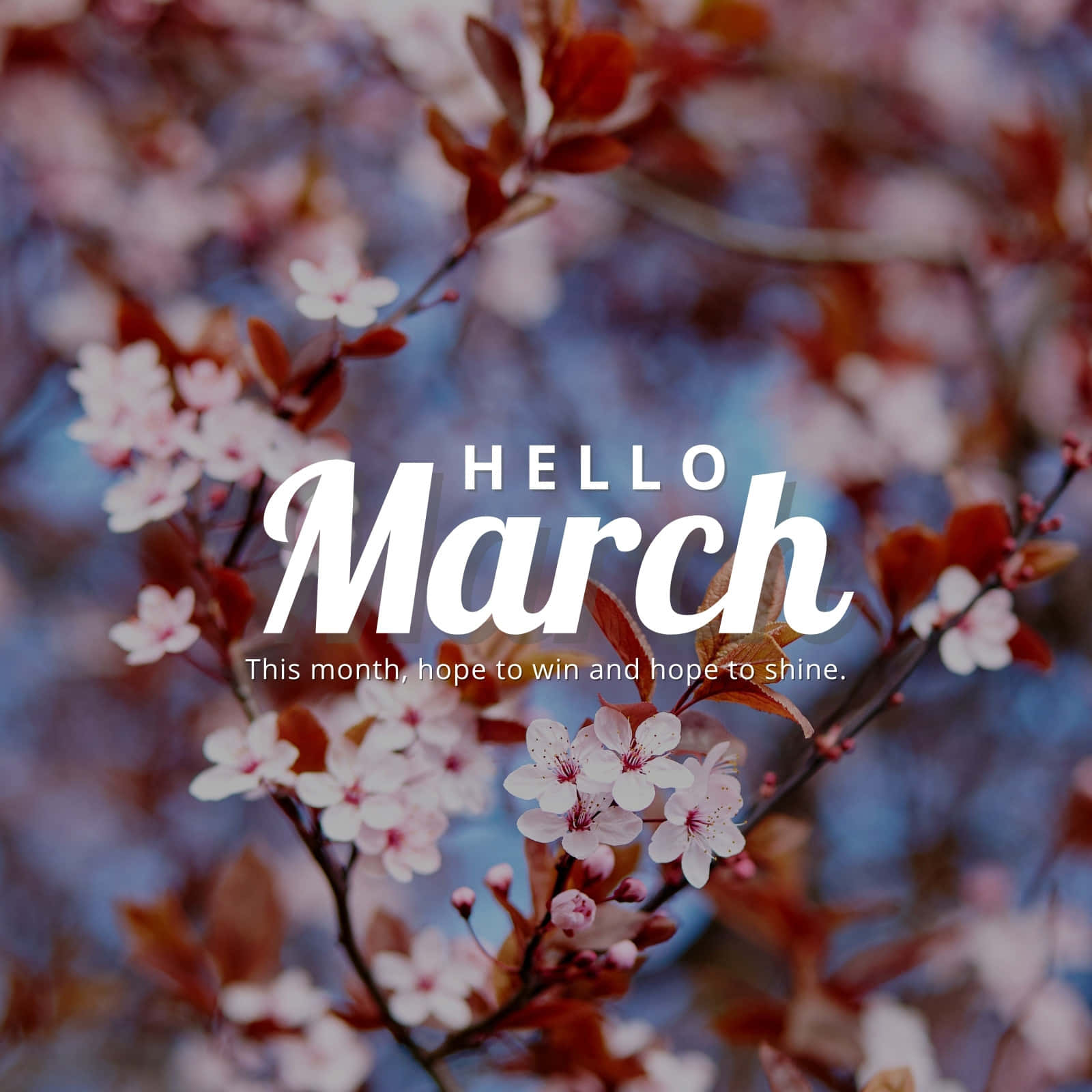 Hello March, autumn cherry blossoms, soft pink, HD Desktop Wallpaper
