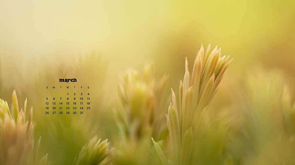 March, golden-green grass, warm sunlight, SD Desktop Wallpaper