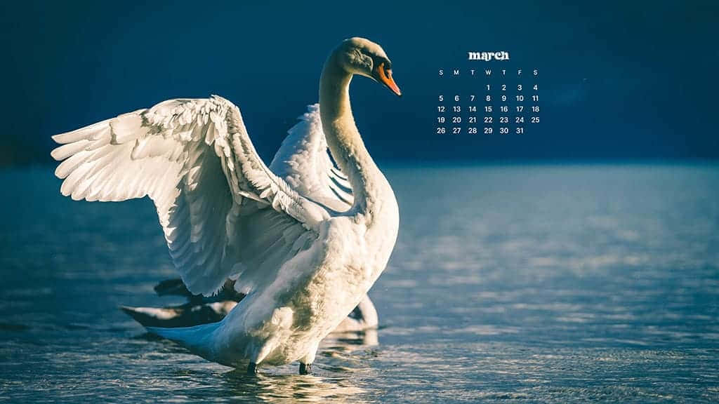 march calendar, white swan, calm blue water, SD Desktop Wallpaper