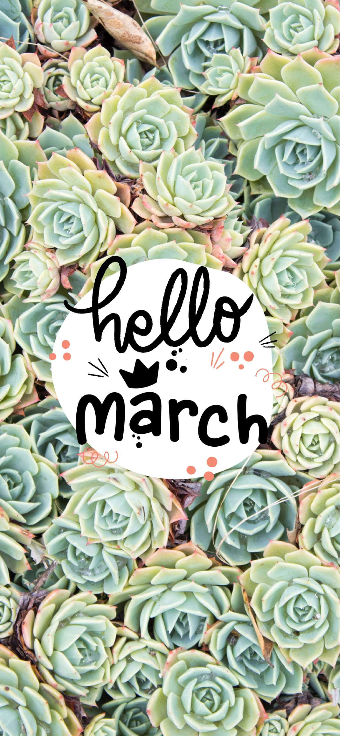 Hello March, succulent plant, lush green, Full HD Phone Wallpaper