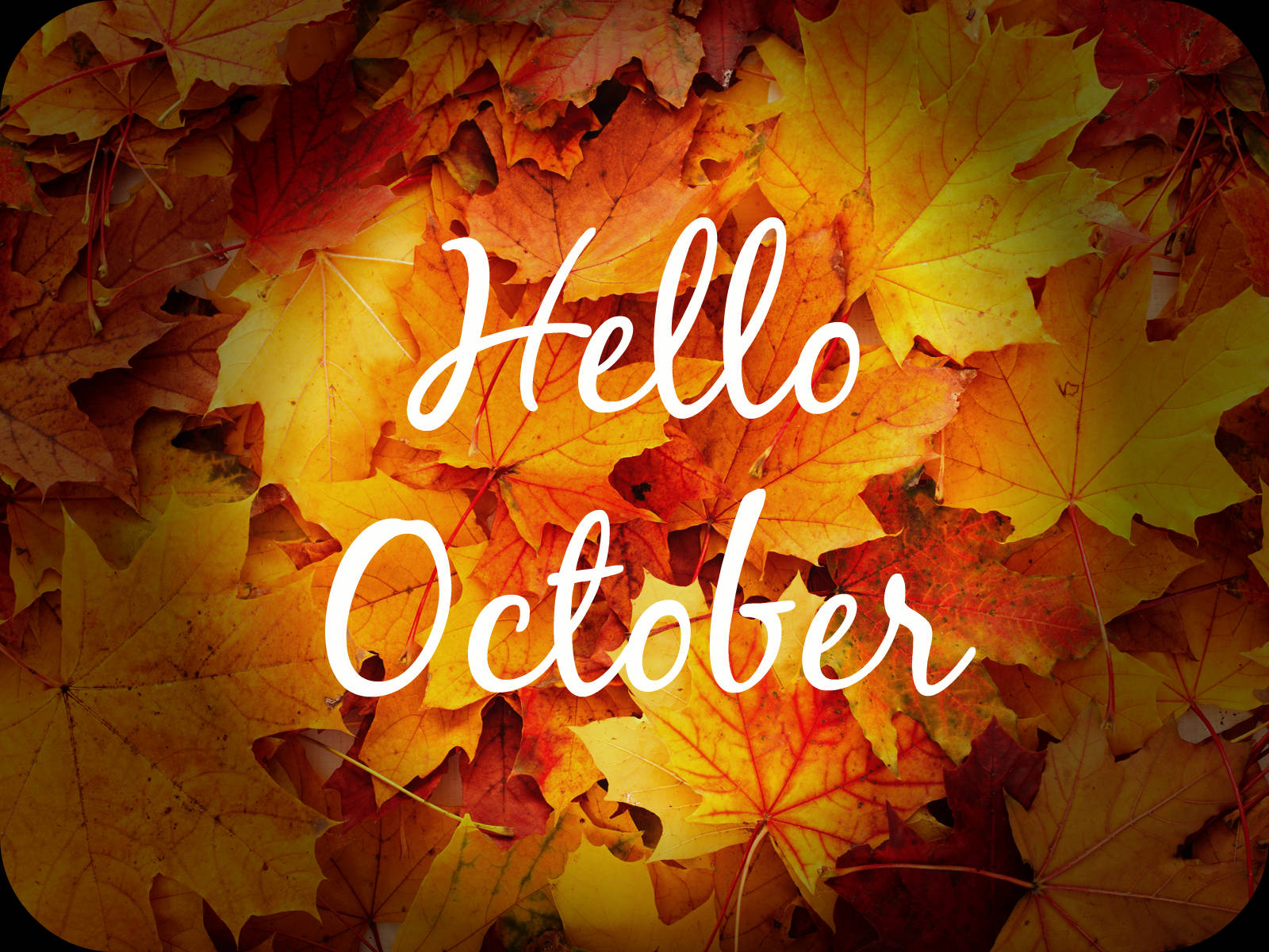 orange leaves, autumn maple leaves, warm orange yellow, HD Desktop Wallpaper