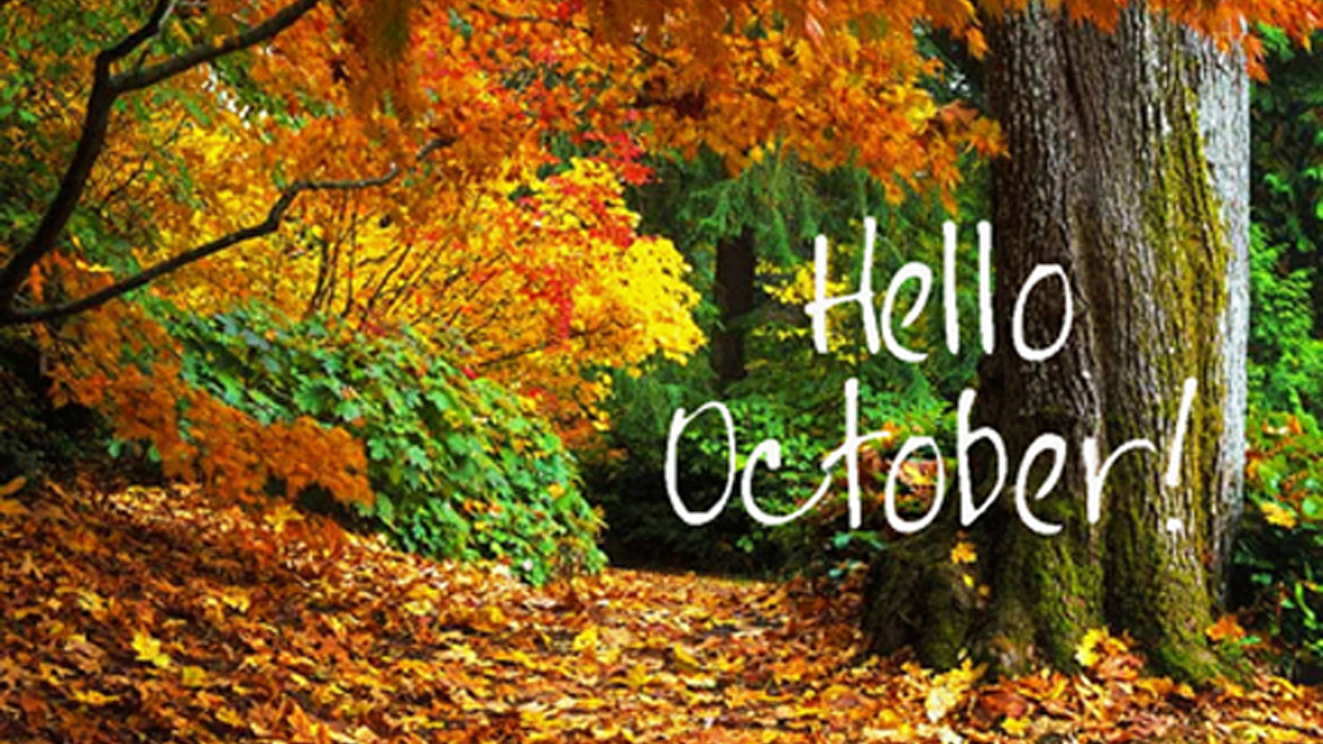 Woodland In Autumn, Hello October, golden leaves, Full HD Desktop Wallpaper