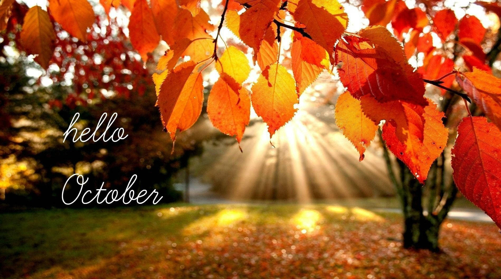 hello October, sunset, golden sunlight, HD Desktop Wallpaper