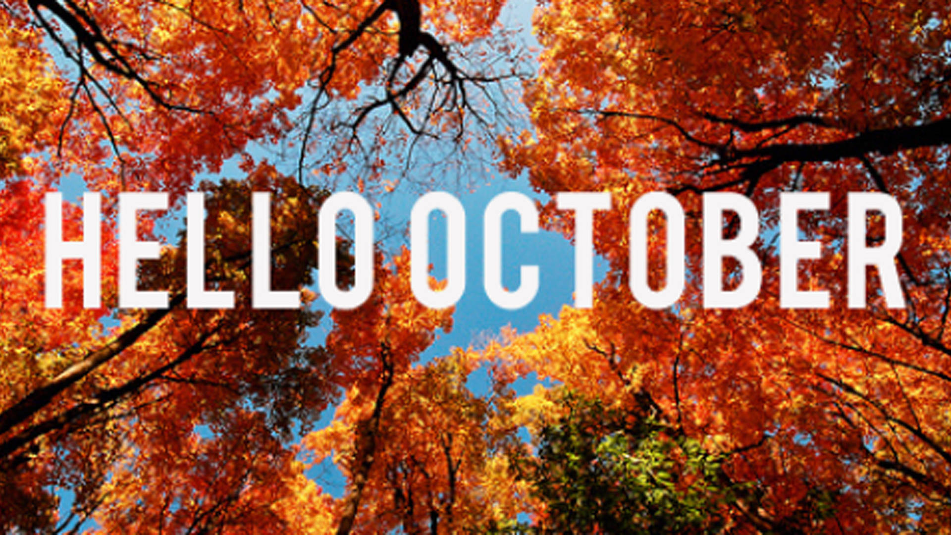 autumn trees, orange and red autumn leaves, clear blue sky, Full HD Desktop Wallpaper
