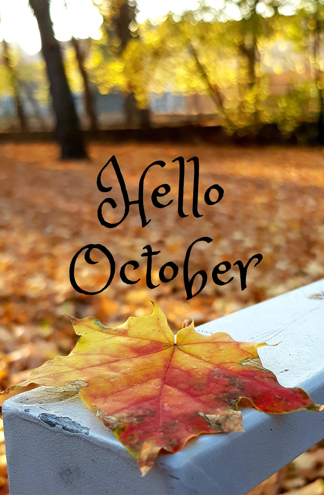 maple leaf, white railing, autumn forest, Full HD Phone Wallpaper