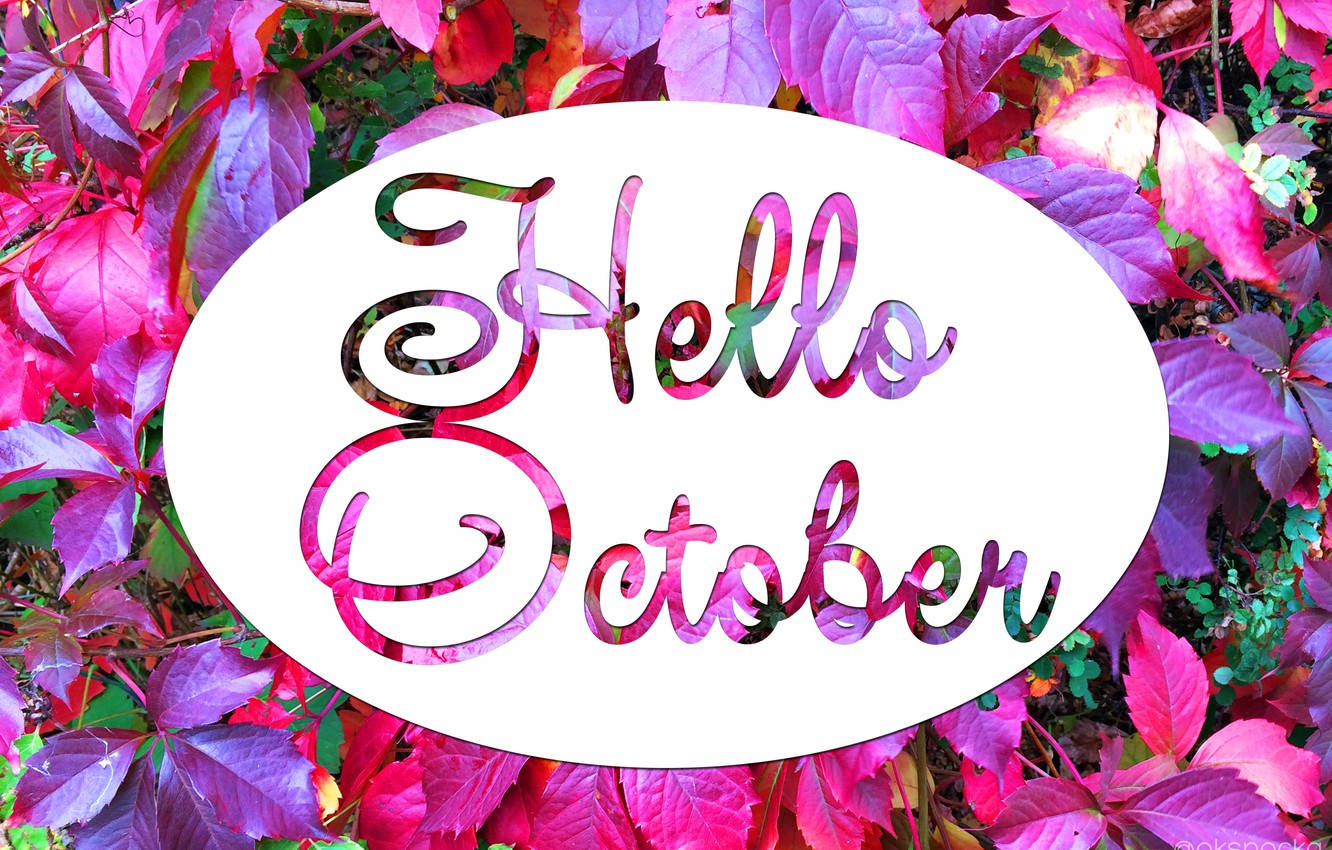 Hello October, pink and purple autumn leaves, white oval, HD Desktop Wallpaper