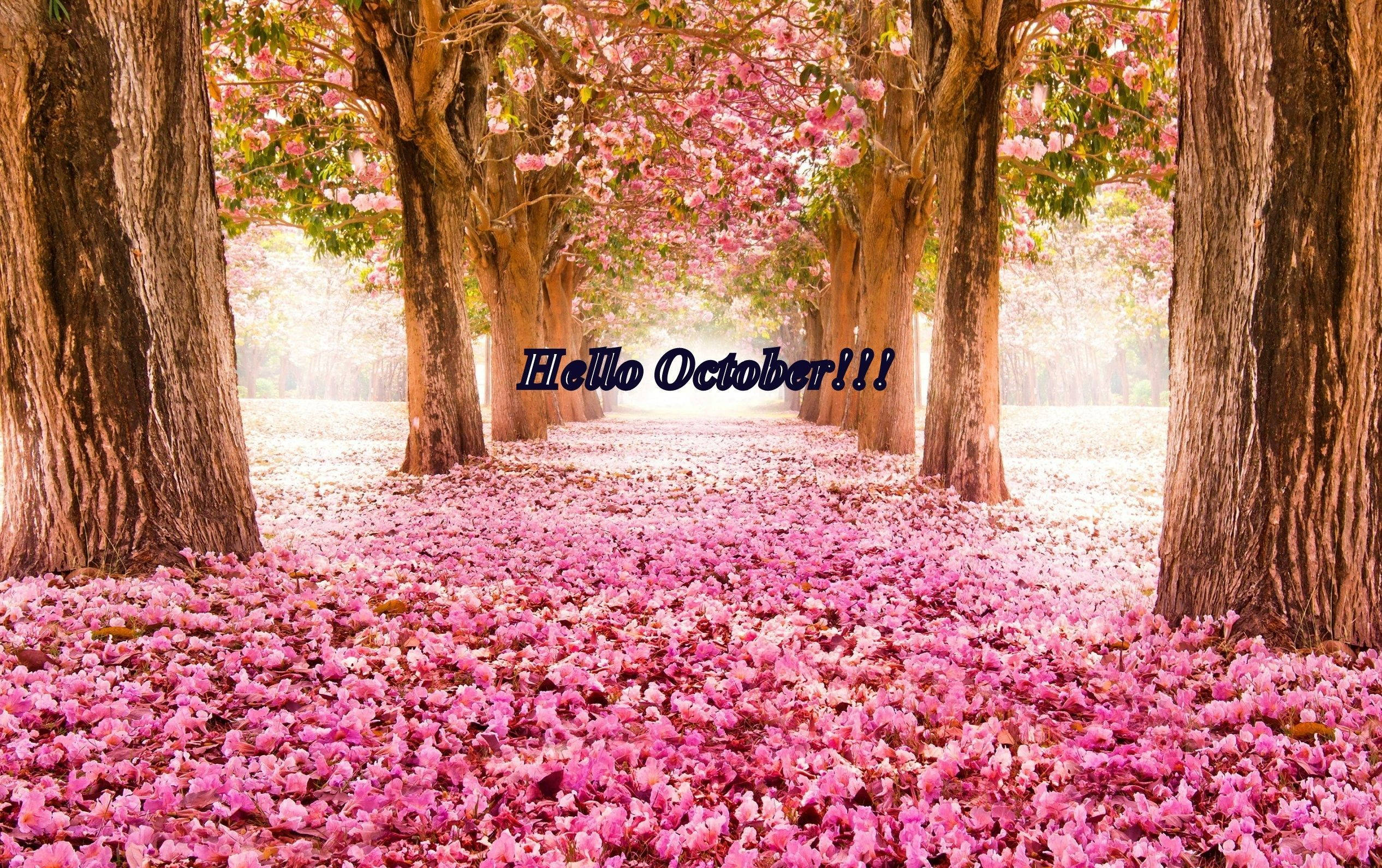 bed of pink flowers, sunlit pathway, trees covered in pink blossoms, Full HD Desktop Wallpaper