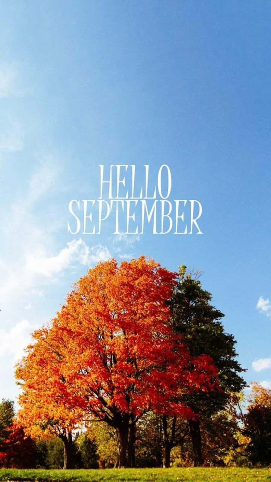 Hello September, autumn tree, fiery orange leaves, HD Phone Wallpaper