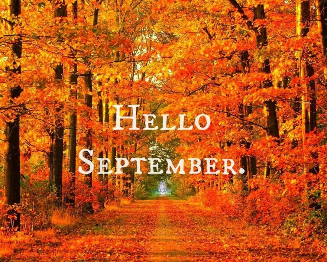 Hello September, autumn forest path, orange leaves, SD Desktop Wallpaper