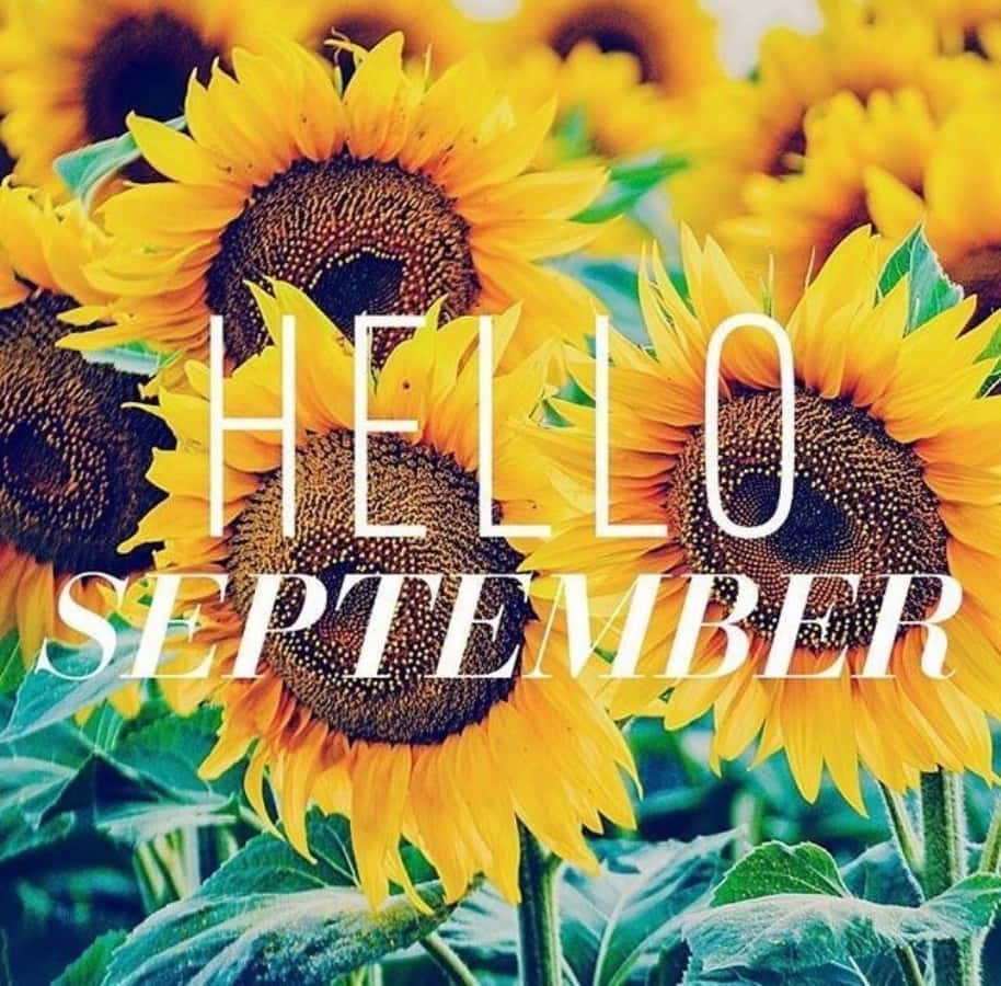 hello september, sunflowers, field, SD Desktop Wallpaper