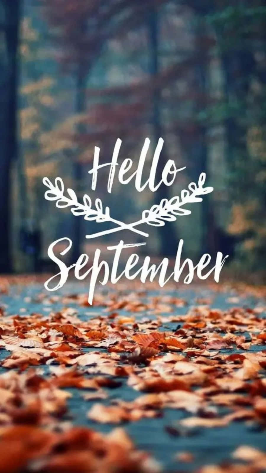 Hello September, autumn leaves, forest path, HD Phone Wallpaper